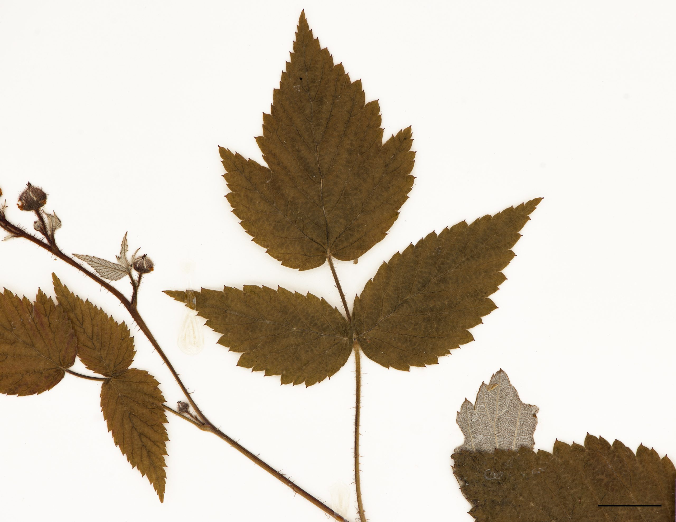 Feuilles alternes, blanchâtres à la face inférieure, doublement dentées, composées de 5 folioles sur les tiges végétatives (1ère année) et de 3 folioles sur les tiges florifères (2e deuxième année).