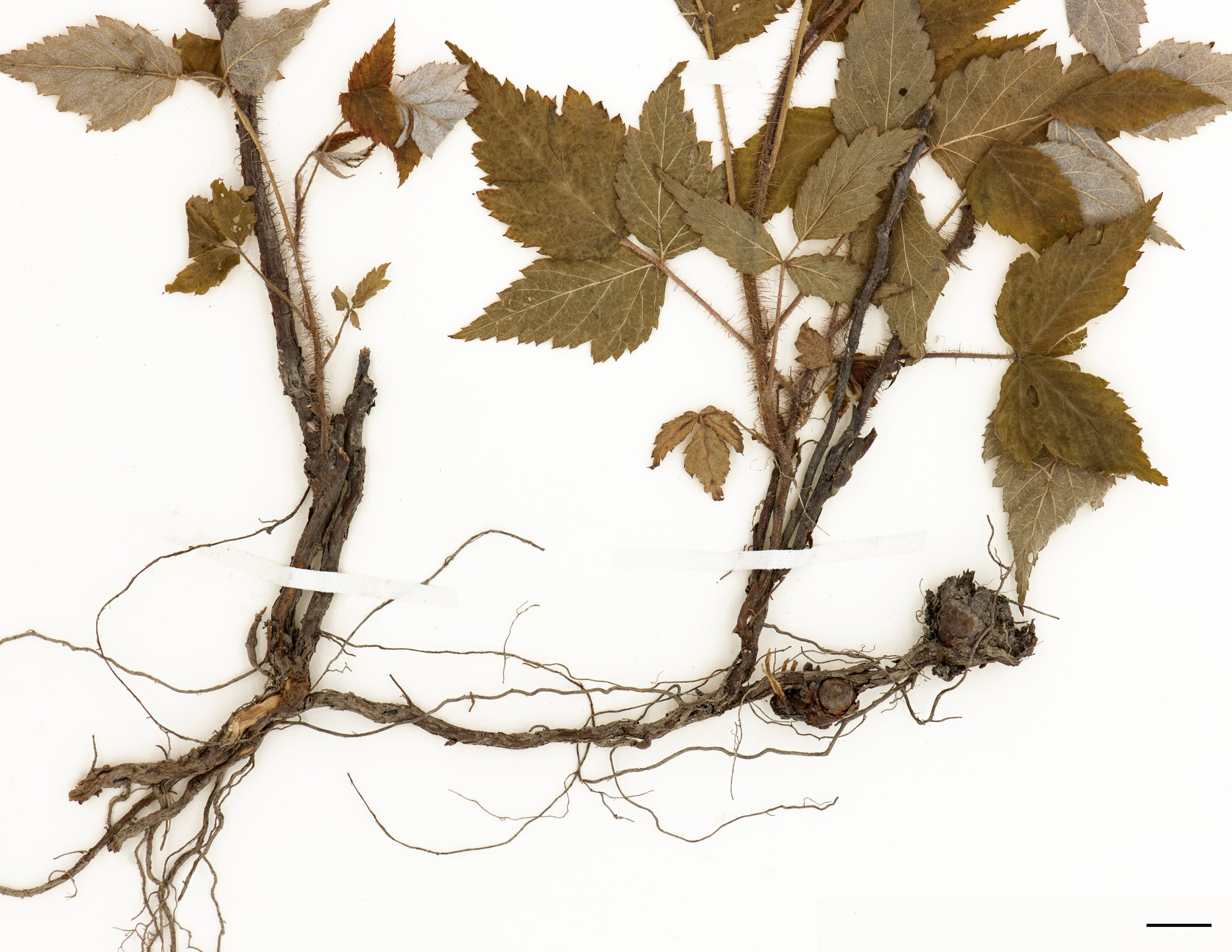 Plante produisant de longs rhizomes.
