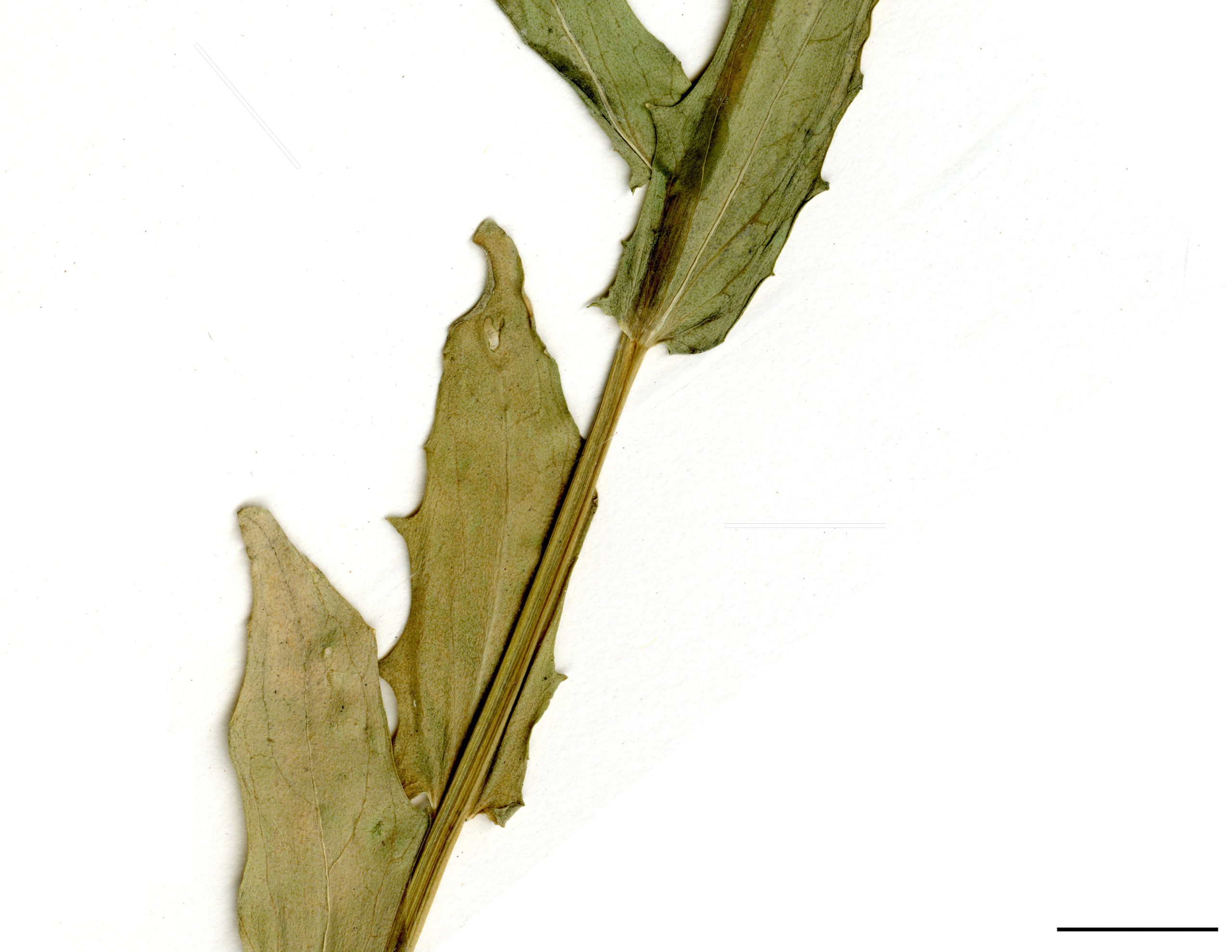 Feuilles sinuées-dentées et glabres.