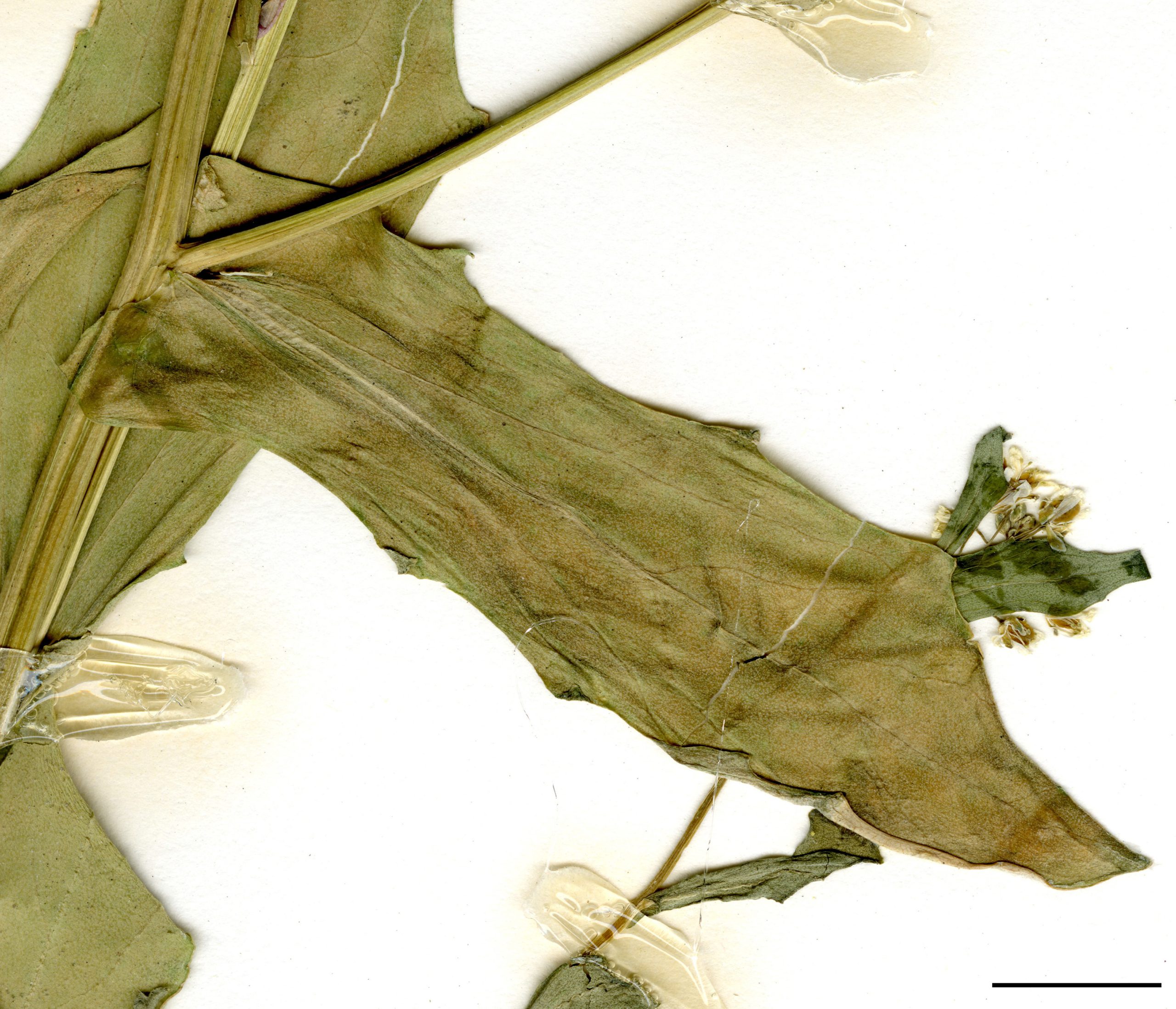 Feuilles de la tige sessiles, divisées en 2 lobes à la base.