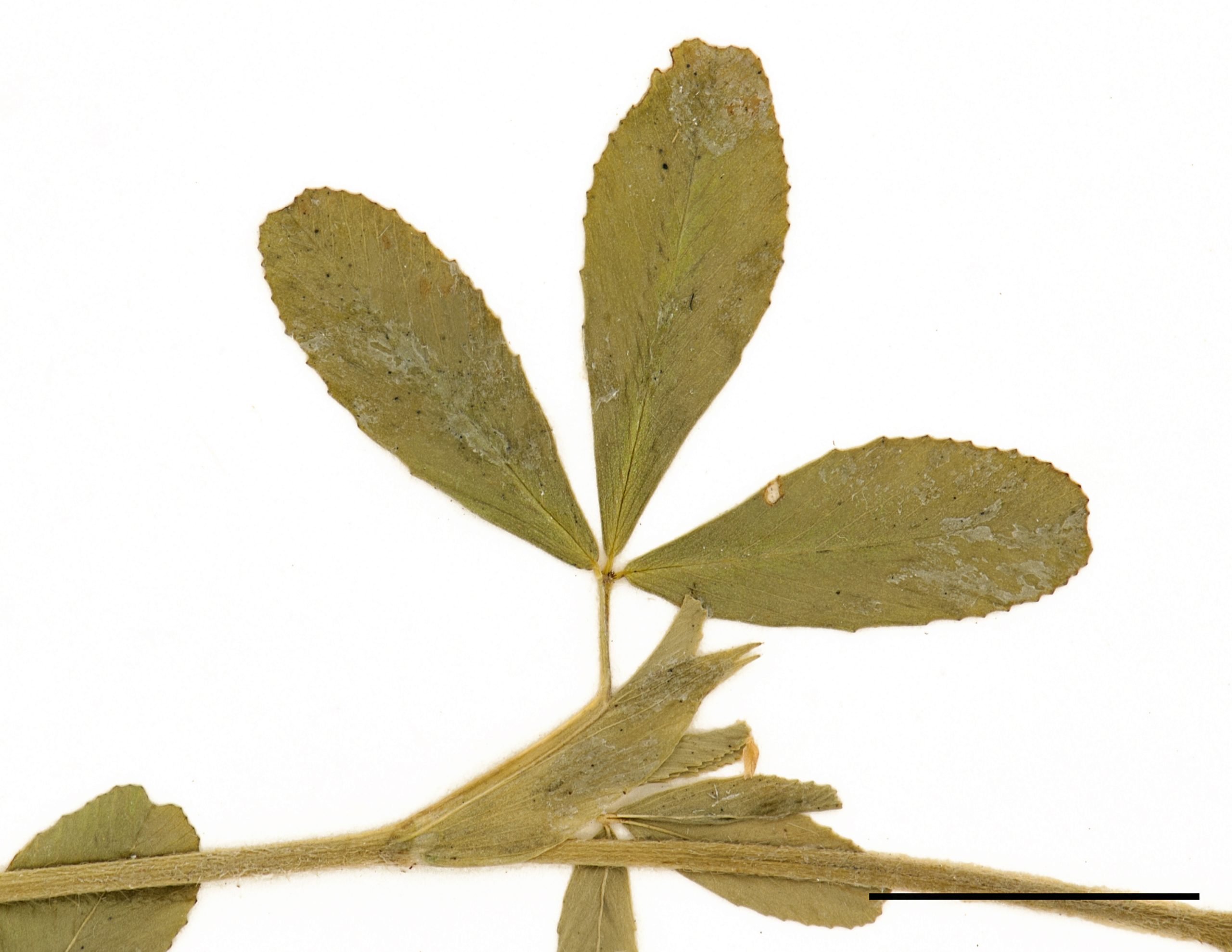 Feuilles alternes composées de 3 folioles oblancéolées ou ovales.