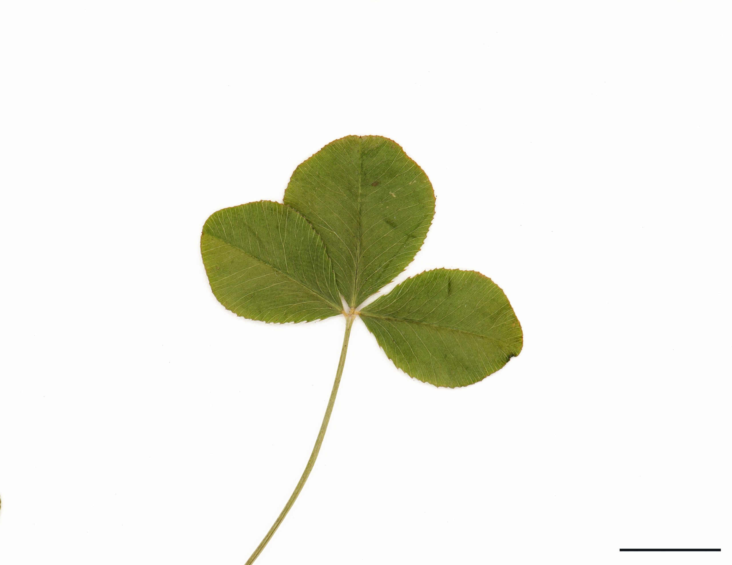 Feuilles alternes composées de 3 folioles arrondies; légèrement pubescentes.
