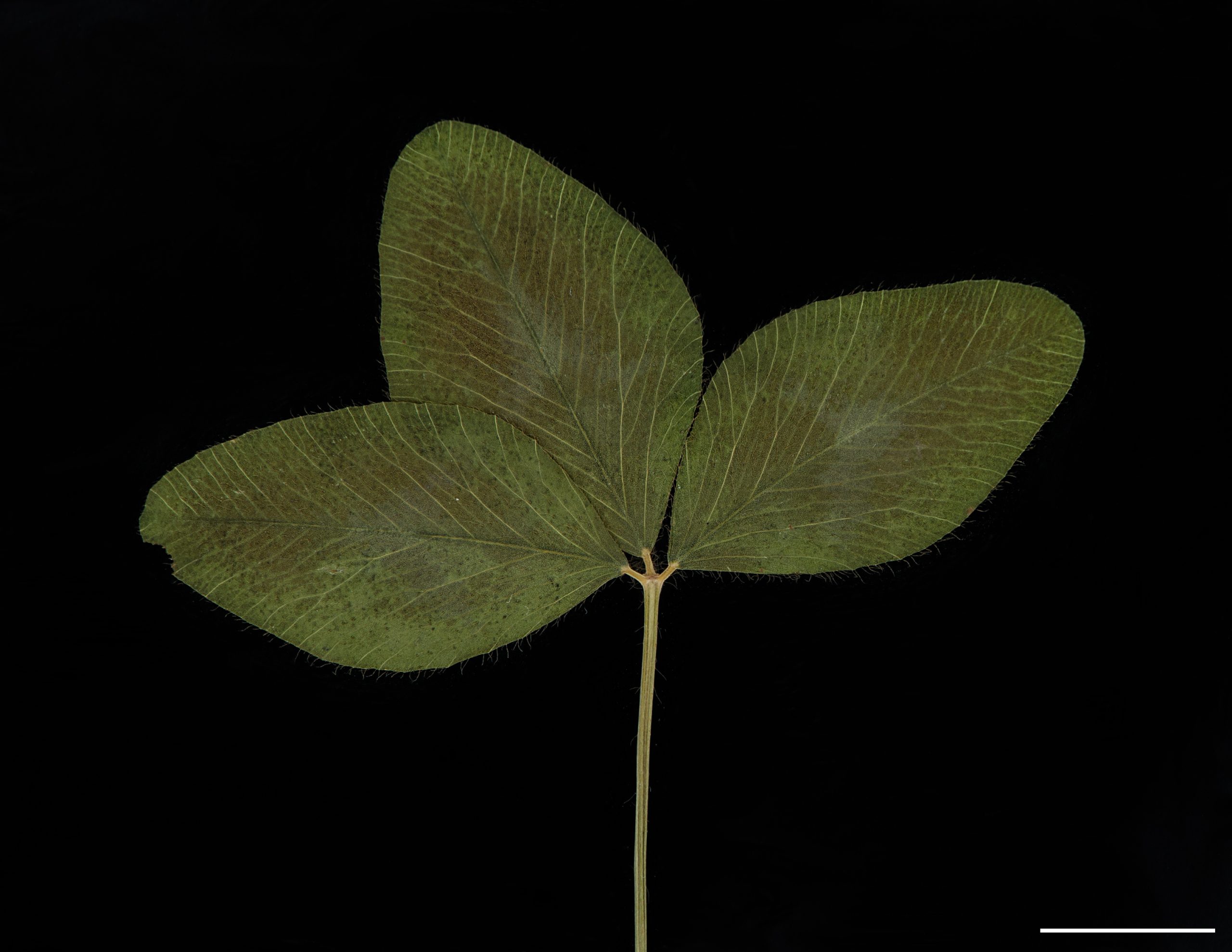 Feuilles alternes composées de 3 folioles ovales, très pubescentes et portant souvent une marque blanchâtre en V.