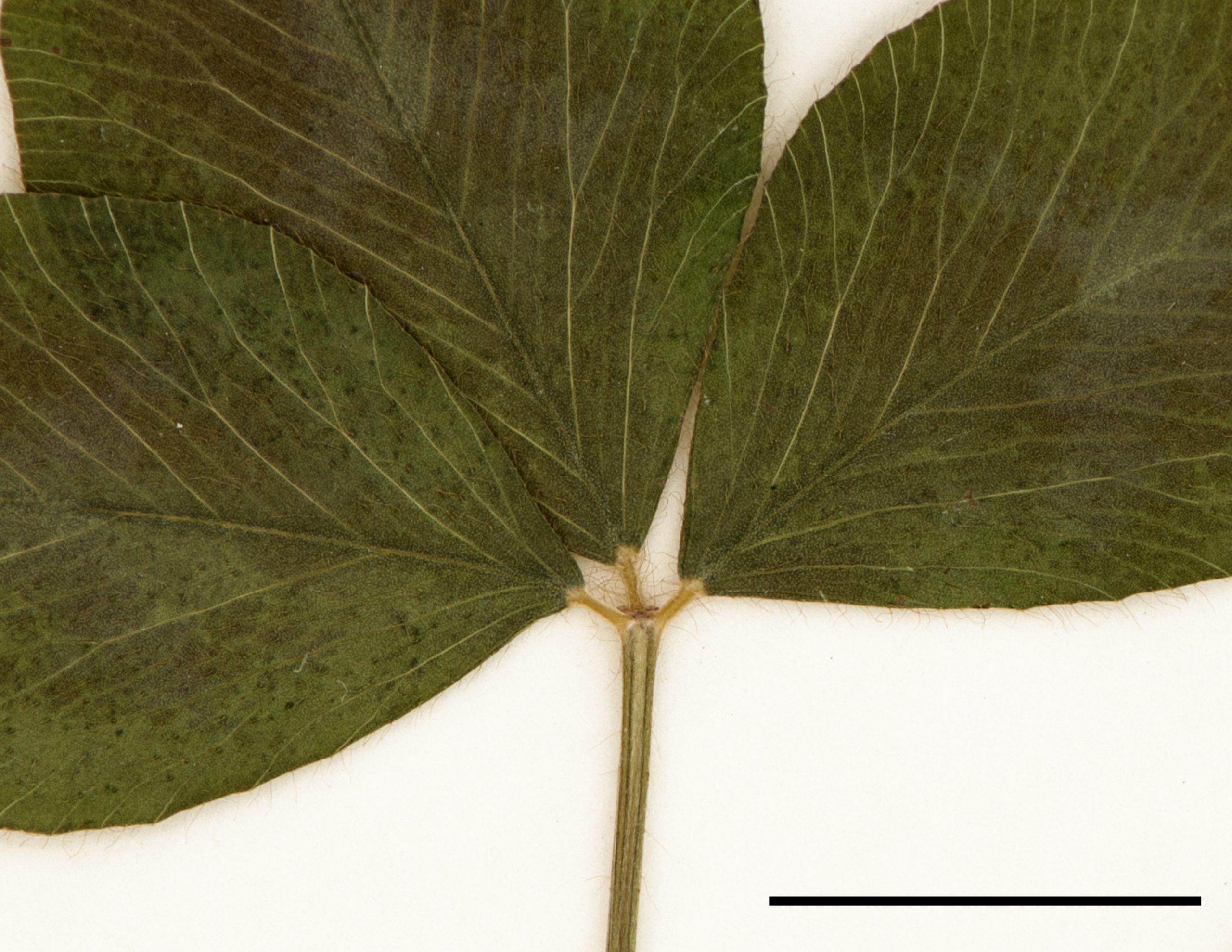 Folioles supportées par des petits pétioles égaux.