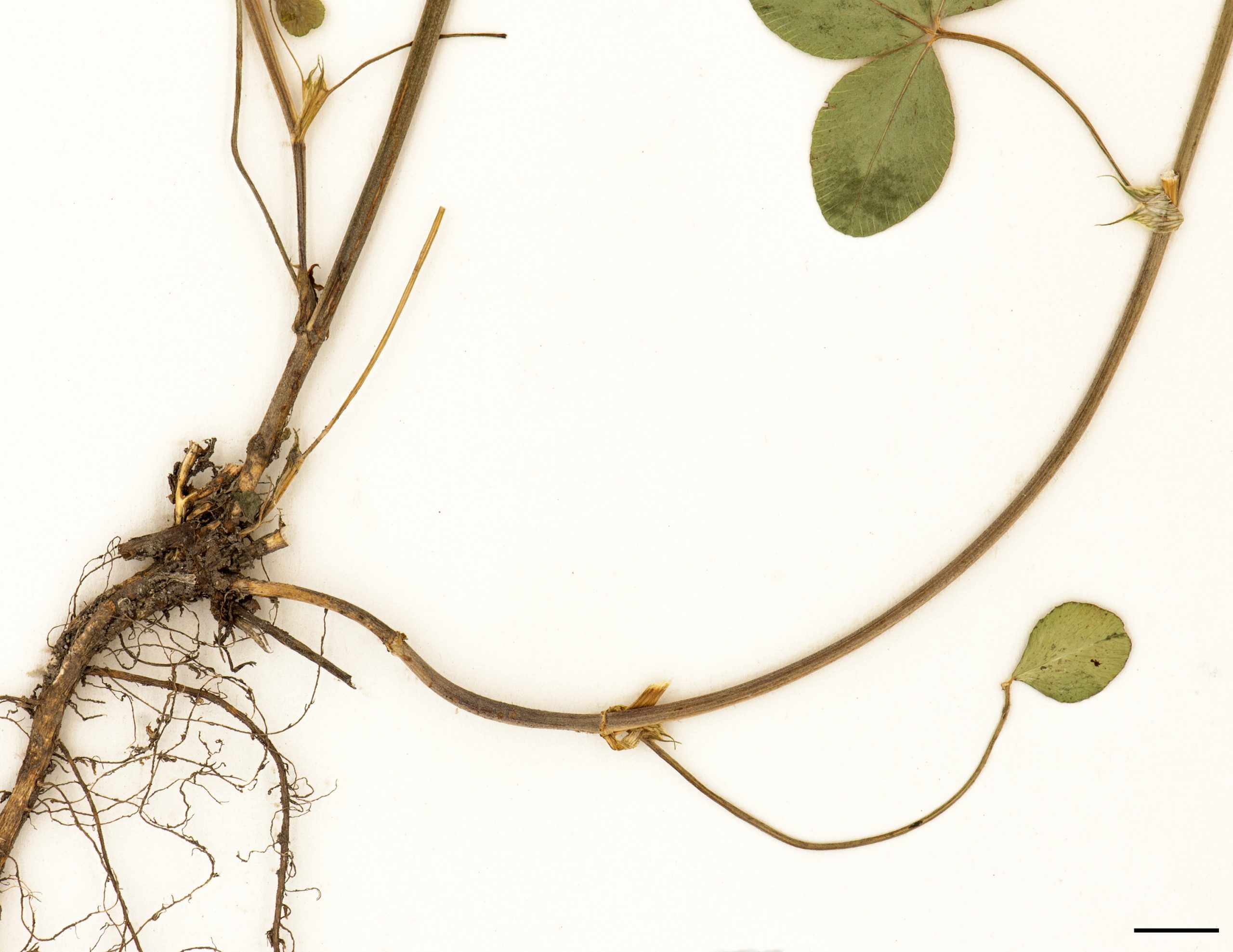 Tige couchée à la base, puis dressée.