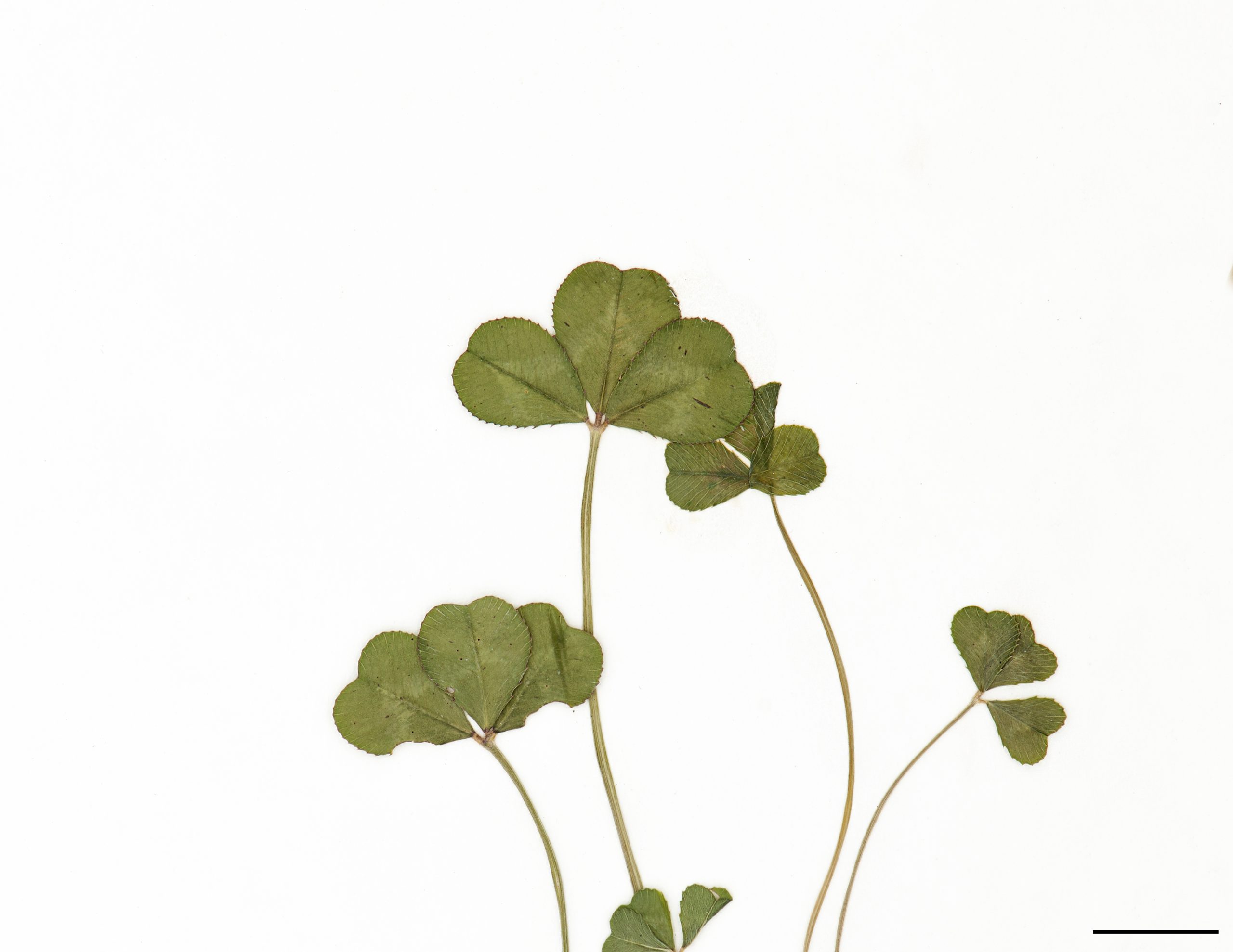Feuilles composées de 3 folioles arrondies; glabres et portant souvent une marque blanchâtre en V.