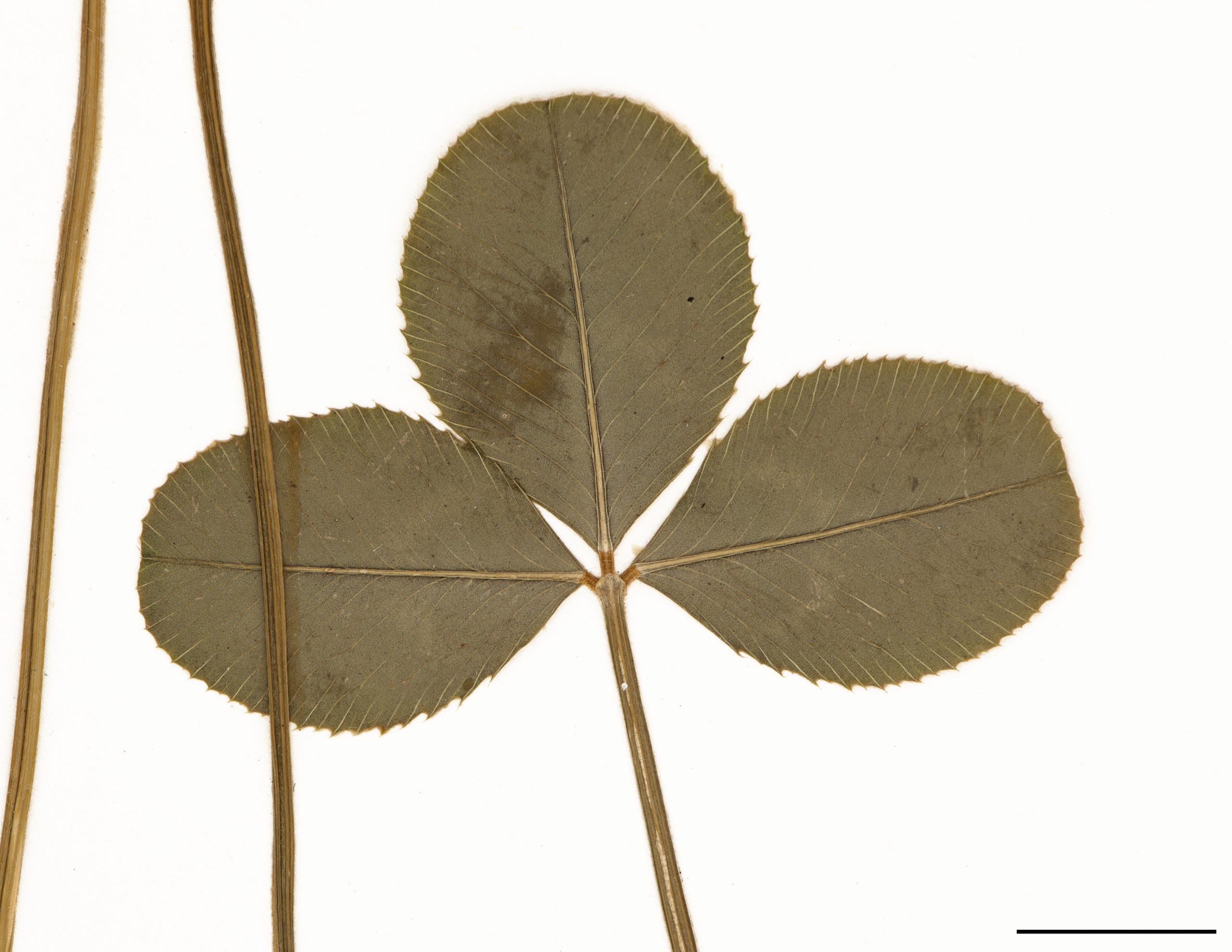 Folioles supportées par des petits pétioles égaux.