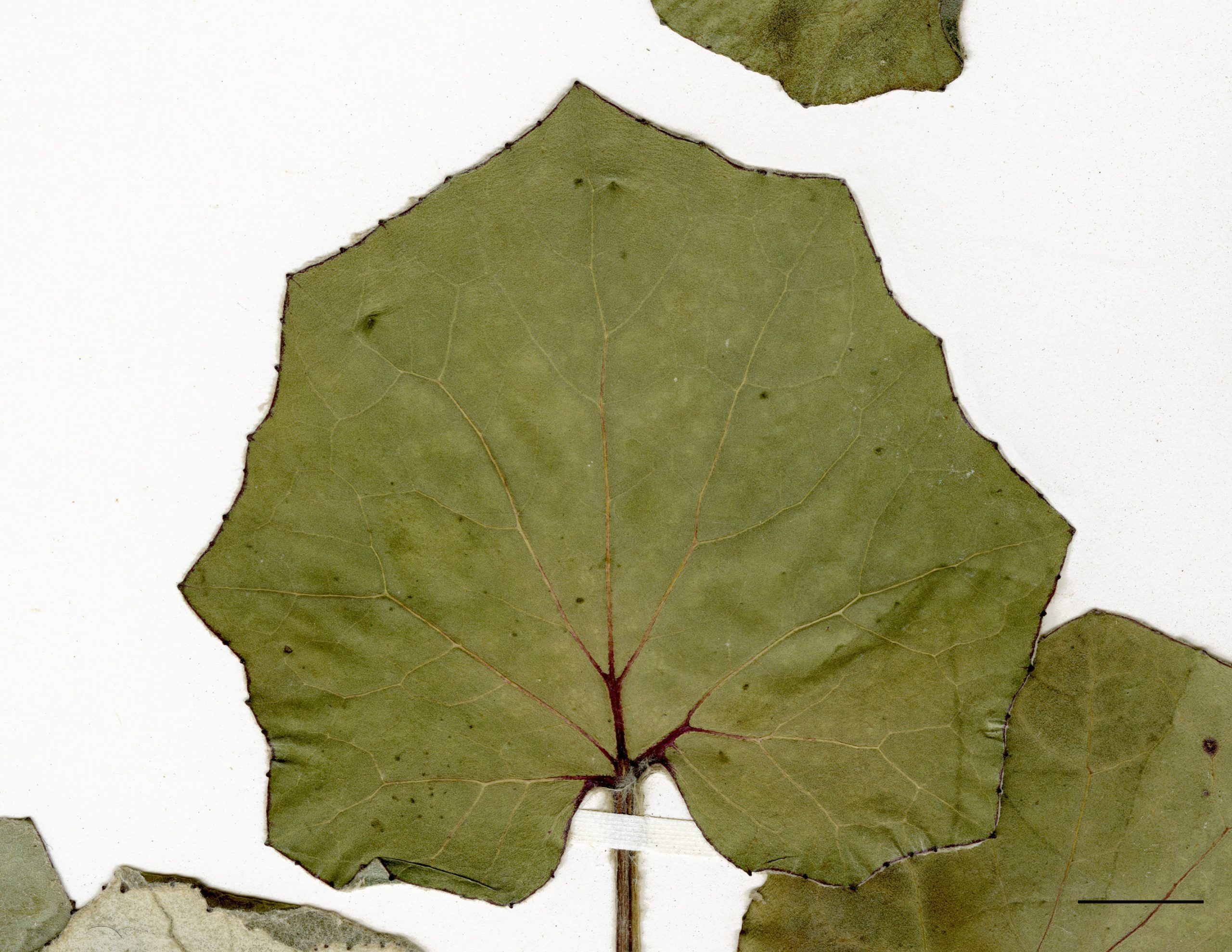 Grandes feuilles de forme triangulaire à arrondie; bord sinué denté; base en cœur; pilosité à la face inférieure.