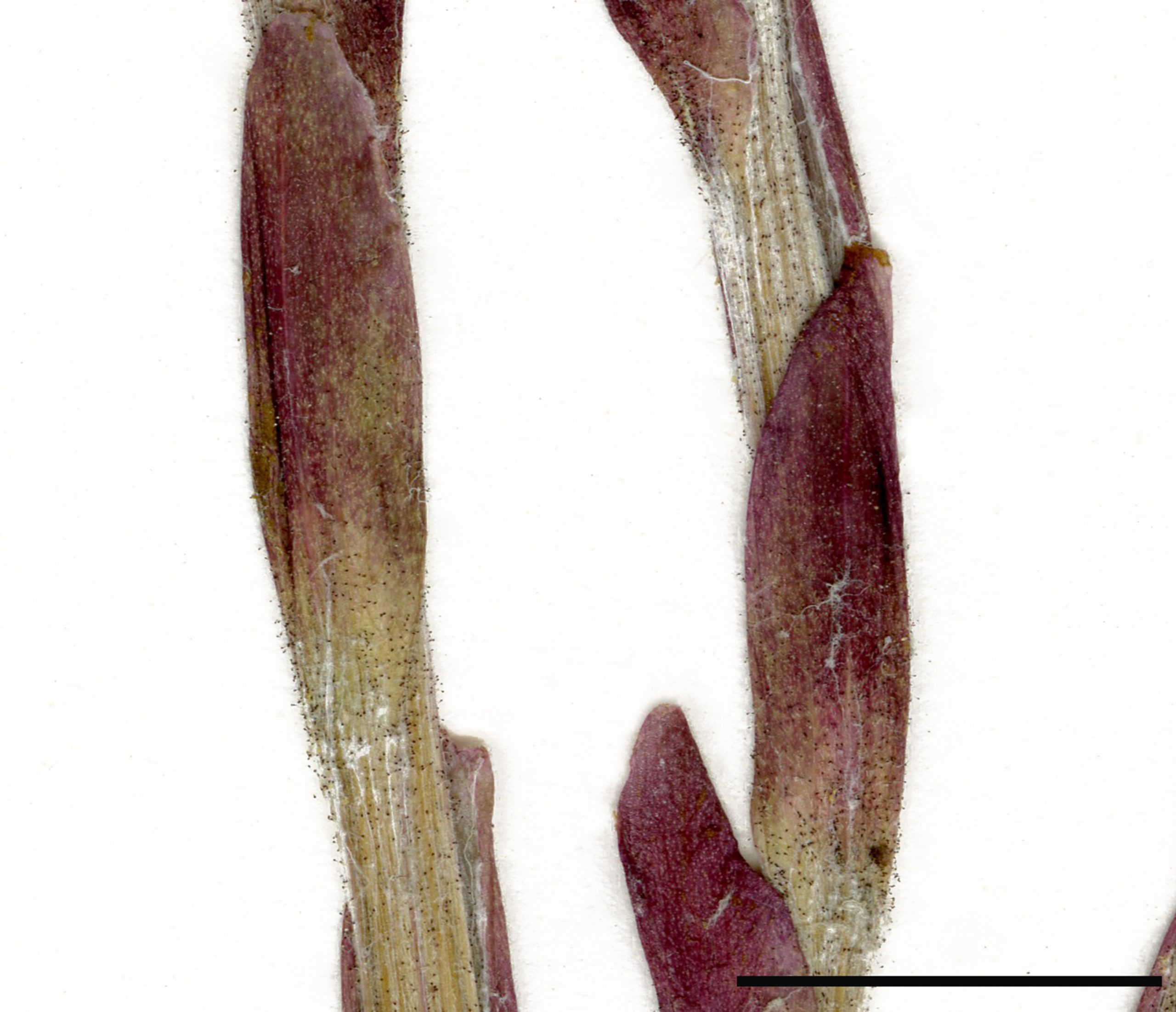 Tiges sans feuilles, munies d'écailles rougeâtres et recouvertes d'une pilosité blanchâtre.
