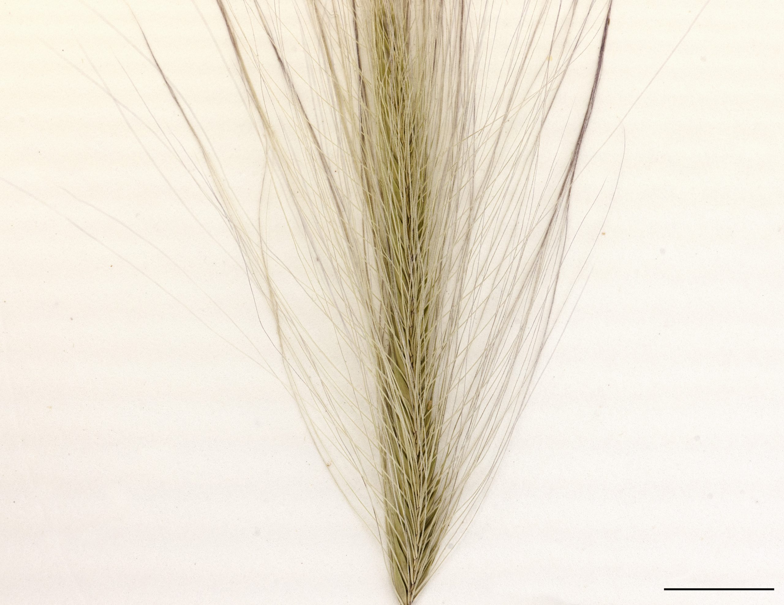 Épillets prolongés par de longues arêtes.