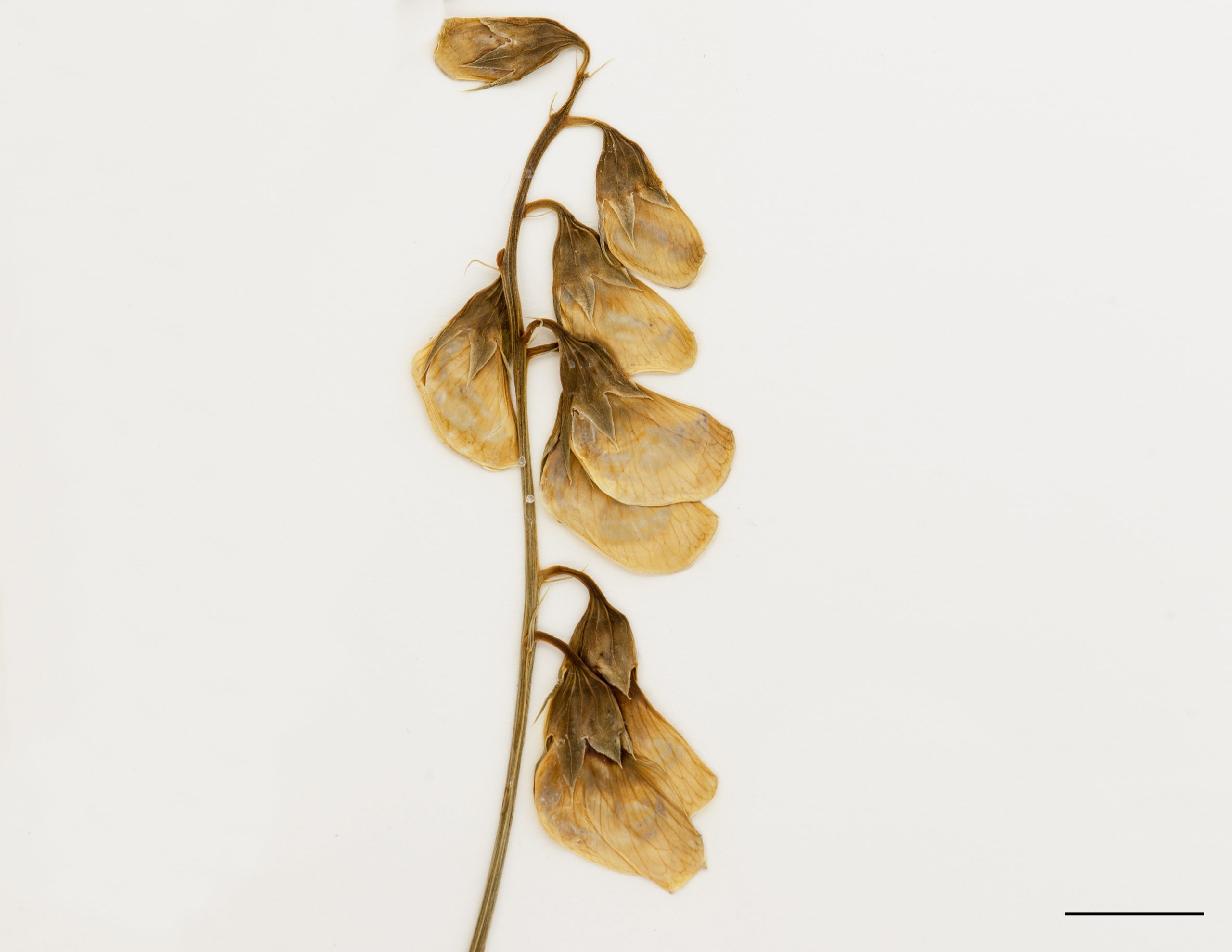 Fleurs disposées en grappe