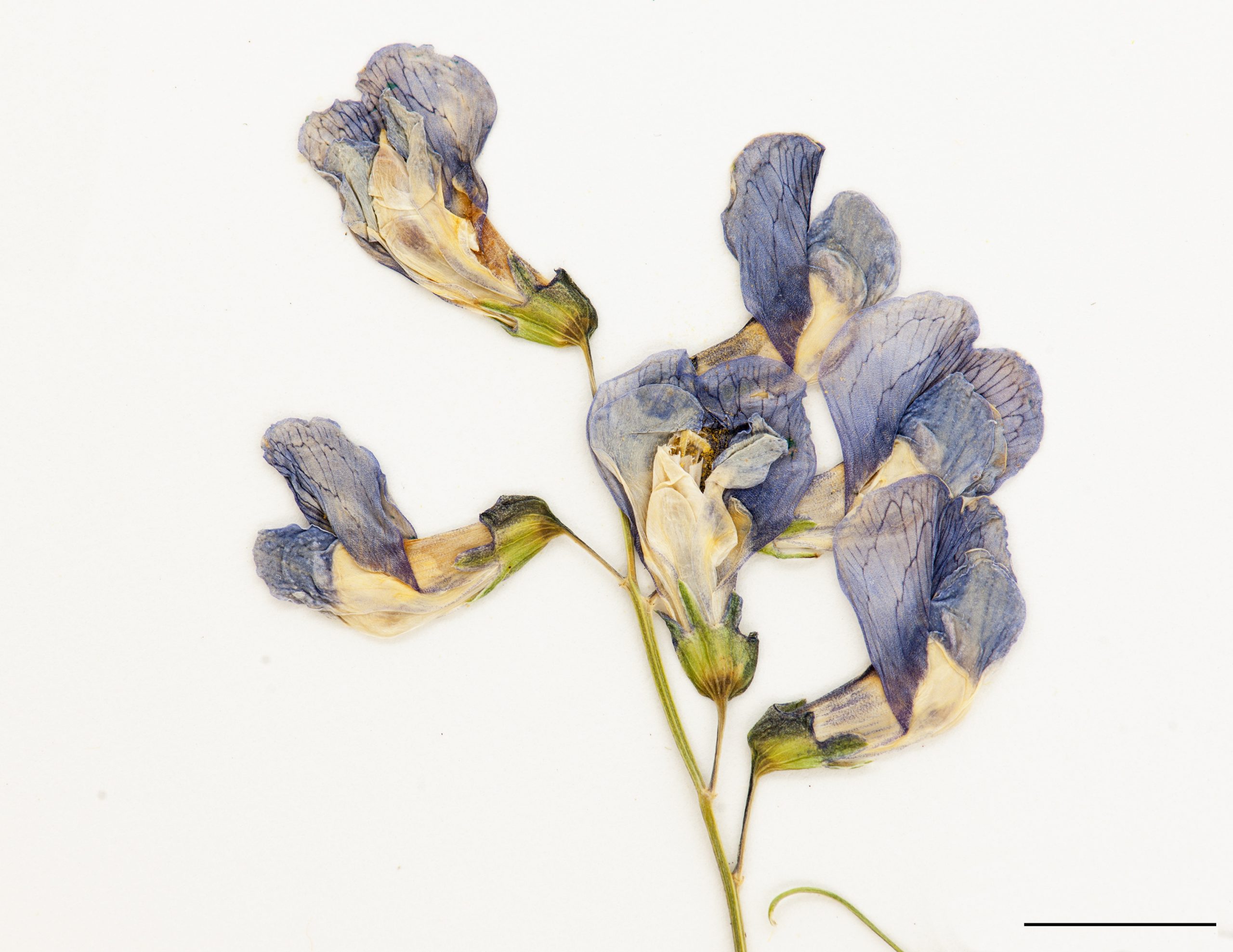 Fleurs bleues, disposées en grappe