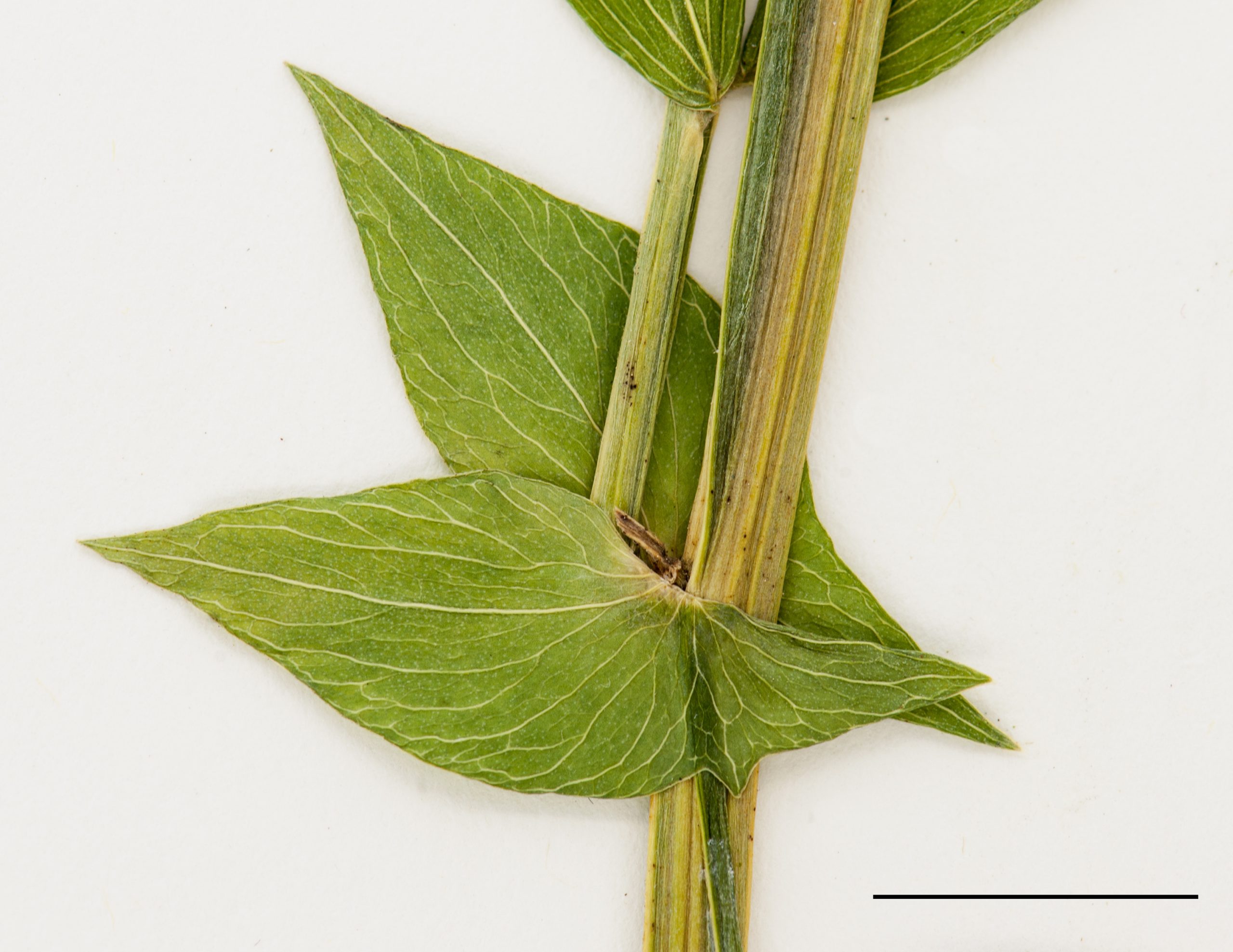 Stipules larges