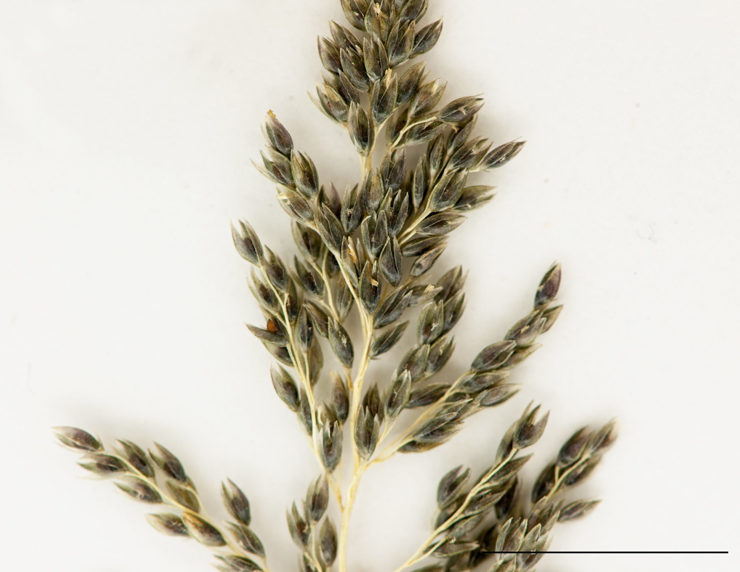 Section d'une inflorescence, épillets de 2 à 3 mm. de longueur