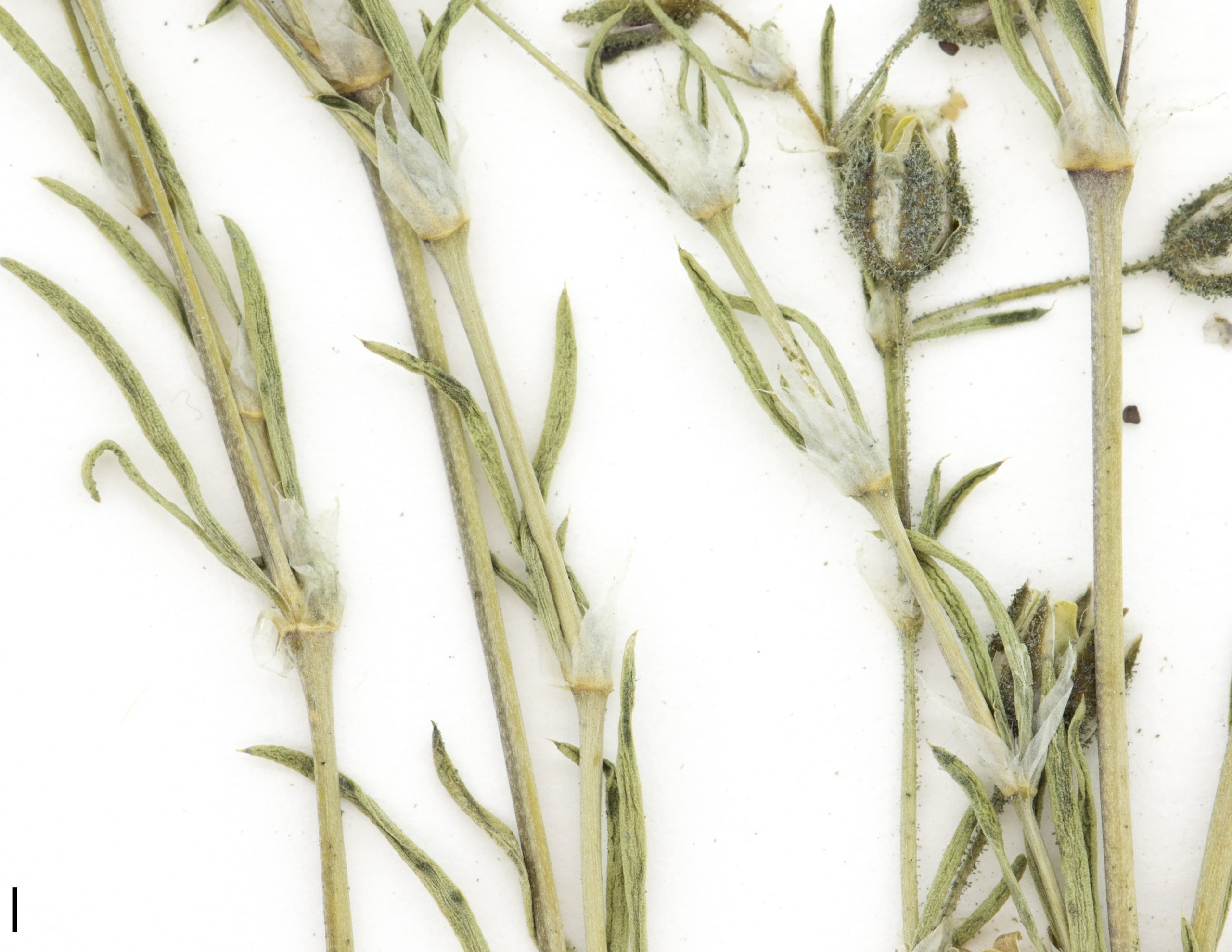 Feuilles accompagnées de stipules blanchâtres