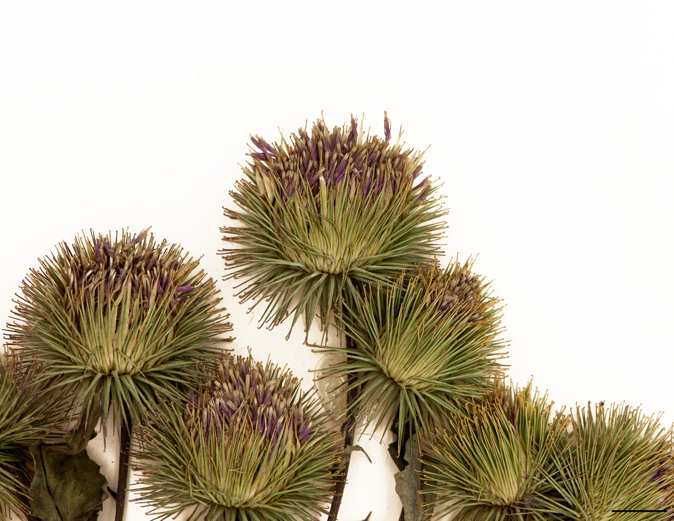 Fleurs pourpre pâle réunies en capitules de 3 à 4,5 cm de diamètre; bractées de l’involucre terminées en une pointe crochue.