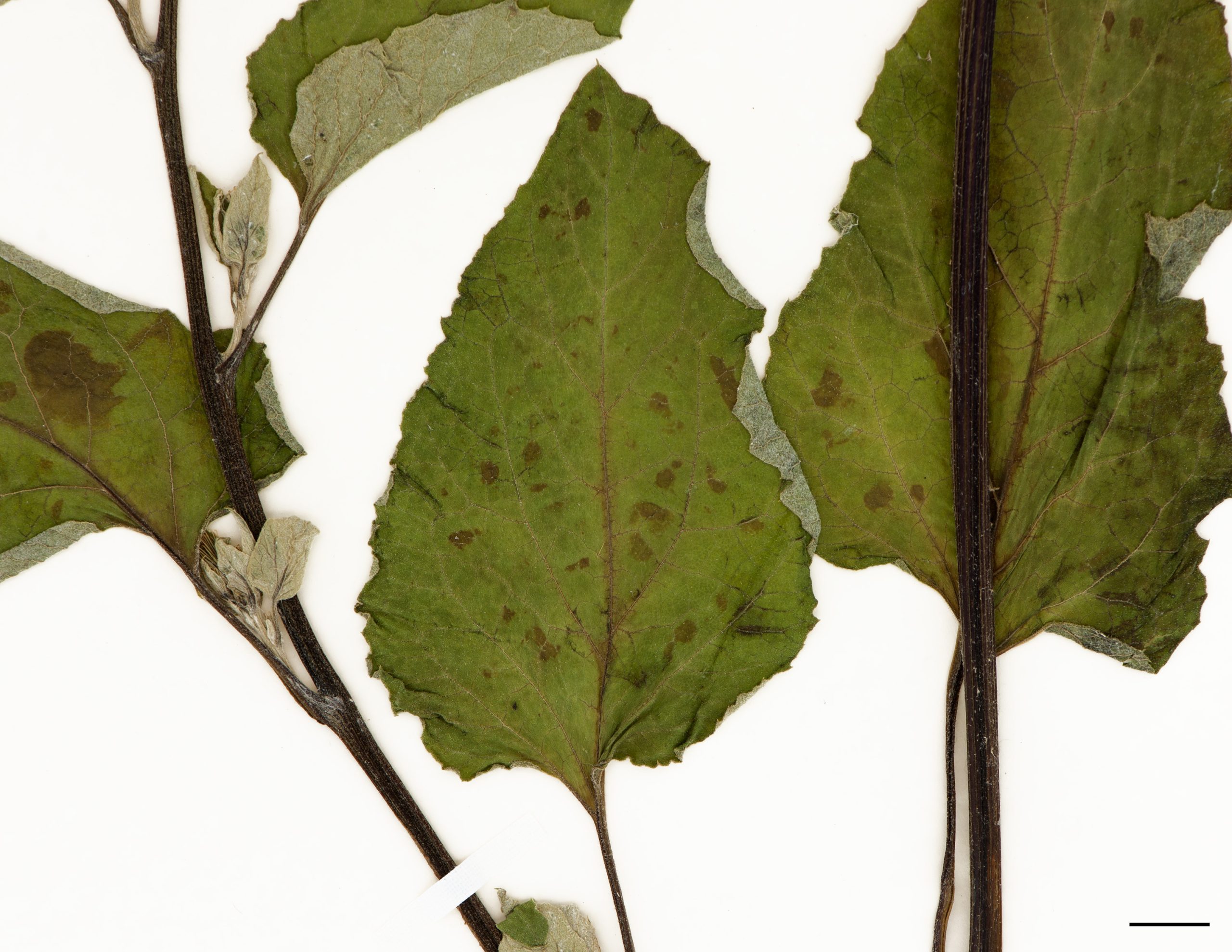 Feuilles de grande taille, arrondies-ovales, cordées, marge entière à sinuée, pubescentes, face inférieure blanchâtre, pétioles creux en forme de U, avec une base élargie et violacée.