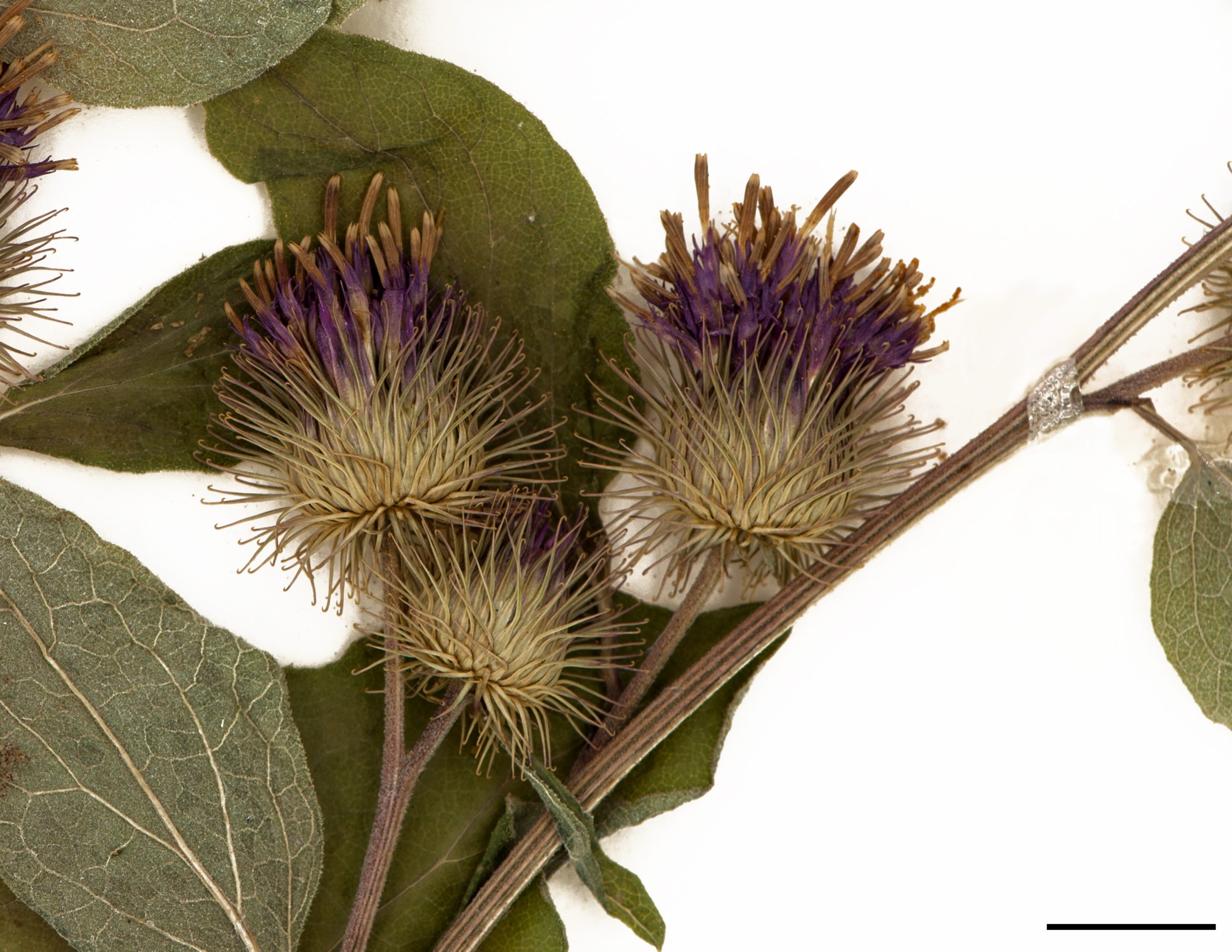 Fleurs pourpres réunies en capitules de 1,5 à 3 cm de diamètre; bractées de l’involucre terminées en une pointe crochue.