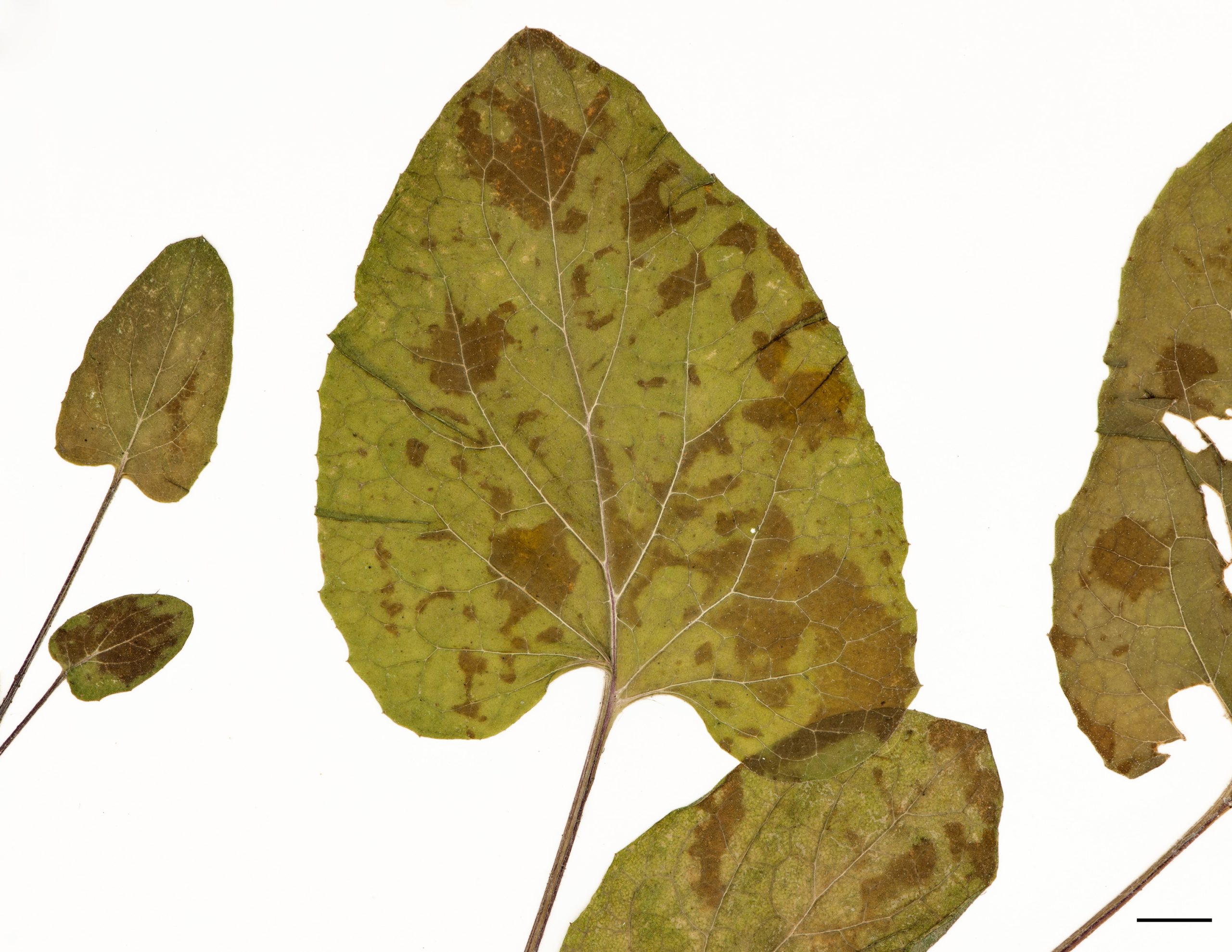 Feuilles de grande taille, arrondies-ovales, cordées, marge entière à sinuée, pubescentes, face inférieure blanchâtre, pétioles creux en forme de U, avec une base élargie et violacée.