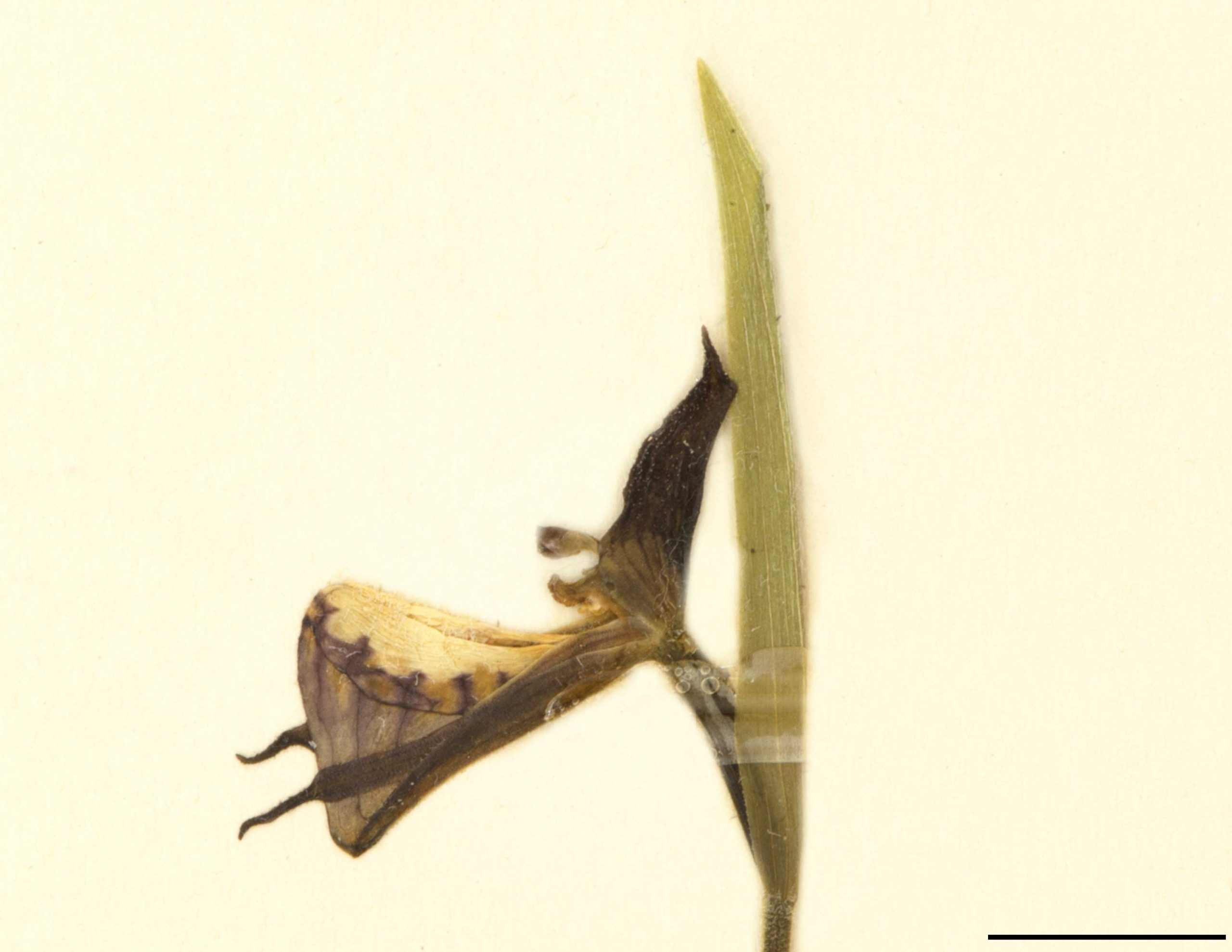 Fleur solitaire, sous-tendue par une bractée foliacée. Labelle gonflé, étiré vers le bas en un éperon conique, blanc et velu autour de l’orifice, panaché-réticulé de rouge-pourpre vers le bas.