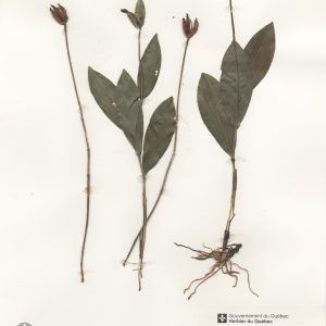 Cypripède tête-de-bélier