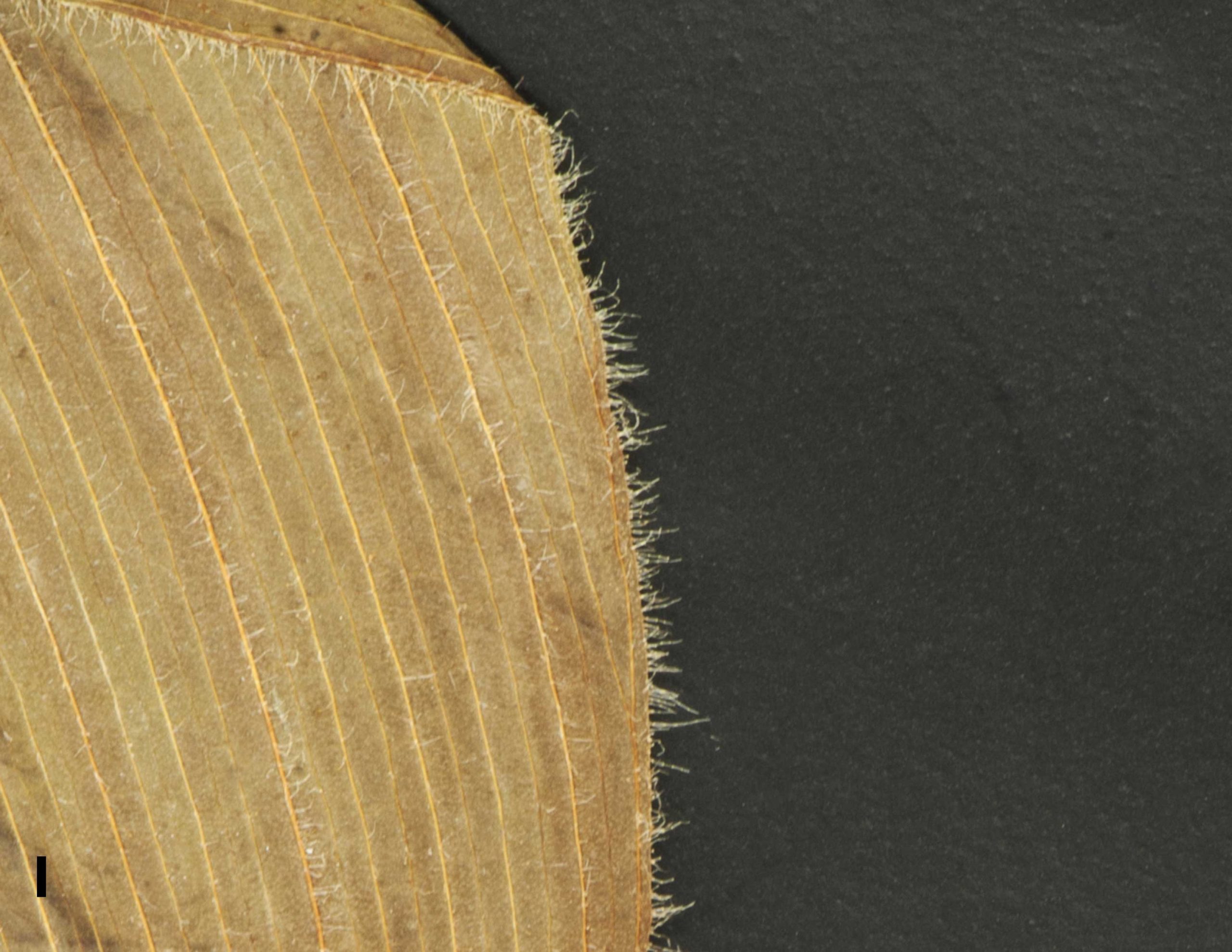 Feuilles alternes, simples, embrassantes, plissées longitudinalement, entières, pubescentes sur les nervures et ciliées à la marge.