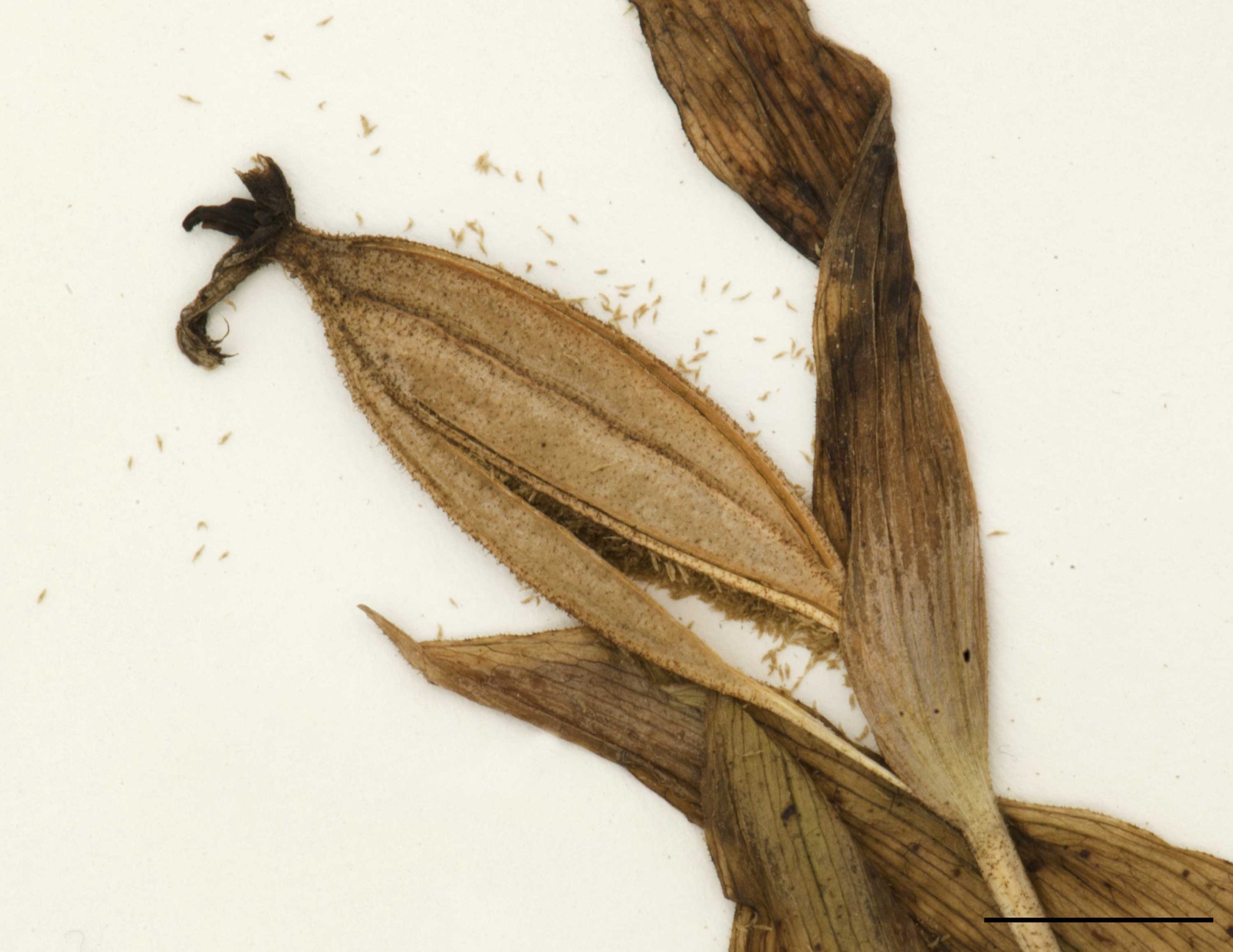 Capsules dressées ou ascendantes, ellipsoïdes, 3-4 cm de long; graines brunes, minuscules, très nombreuses.