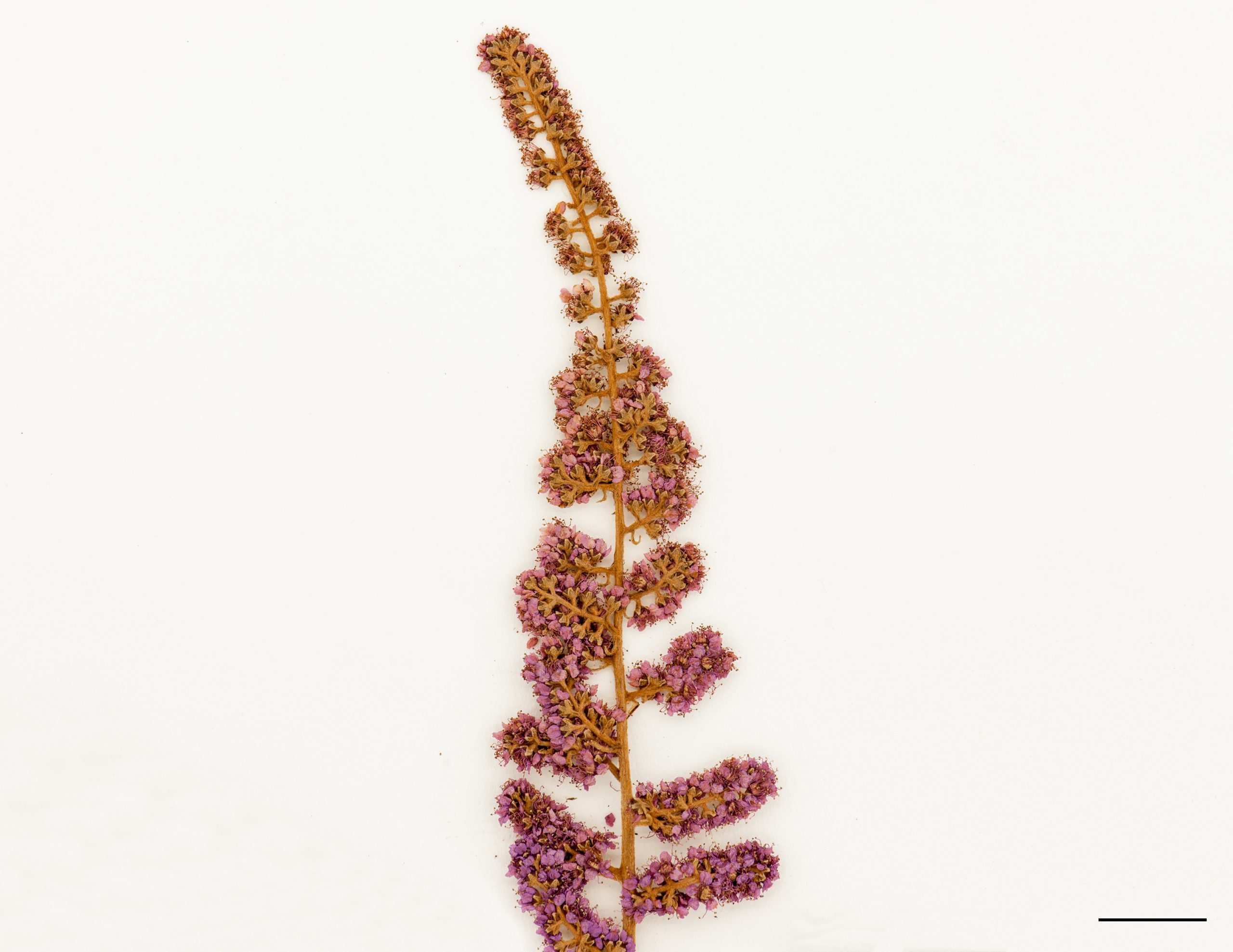 Inflorescence en panicule, fleurs roses