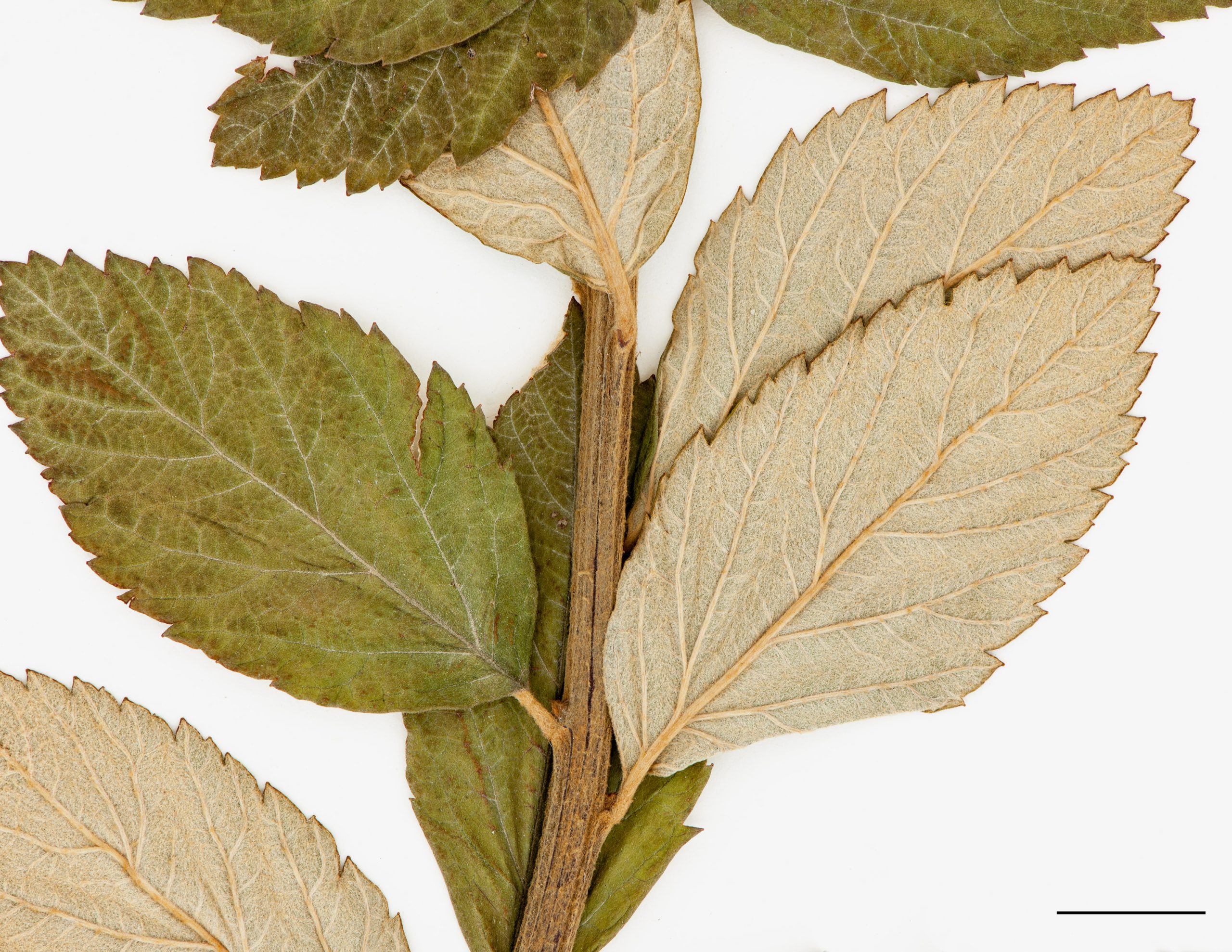 Feuilles, face inférieure du limbe tomenteuse