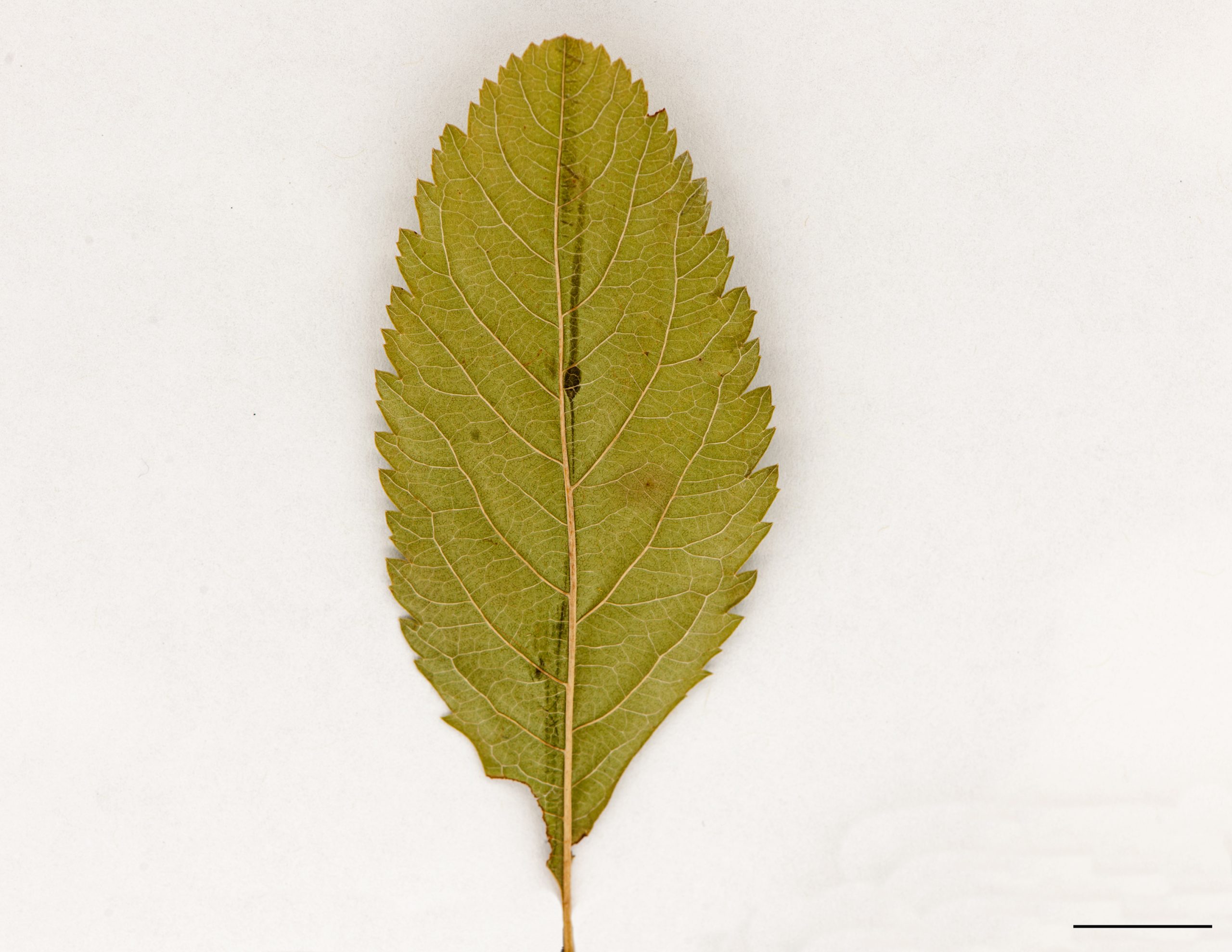 Feuille, face inférieure du limbe glabre