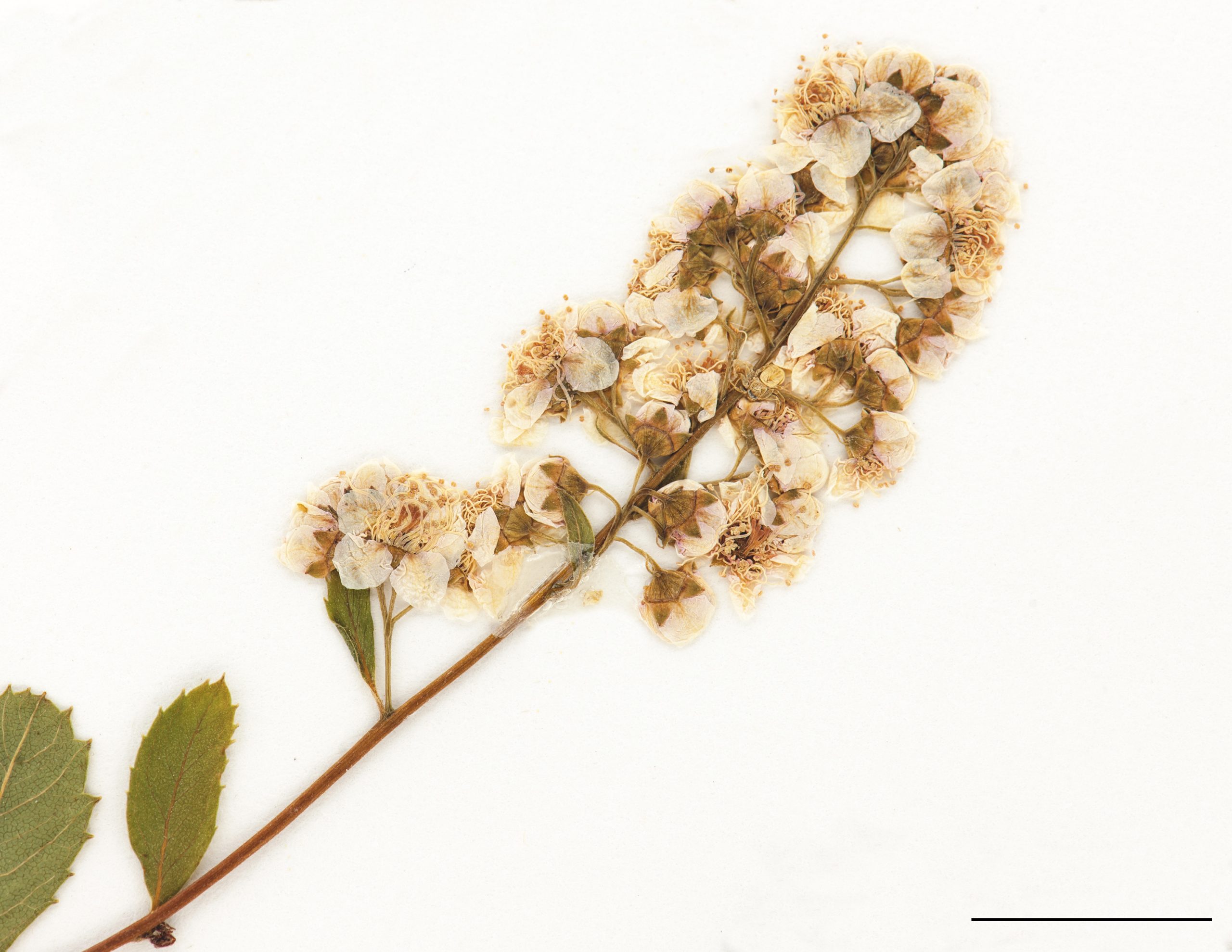 Inflorescence, fleurs blanches