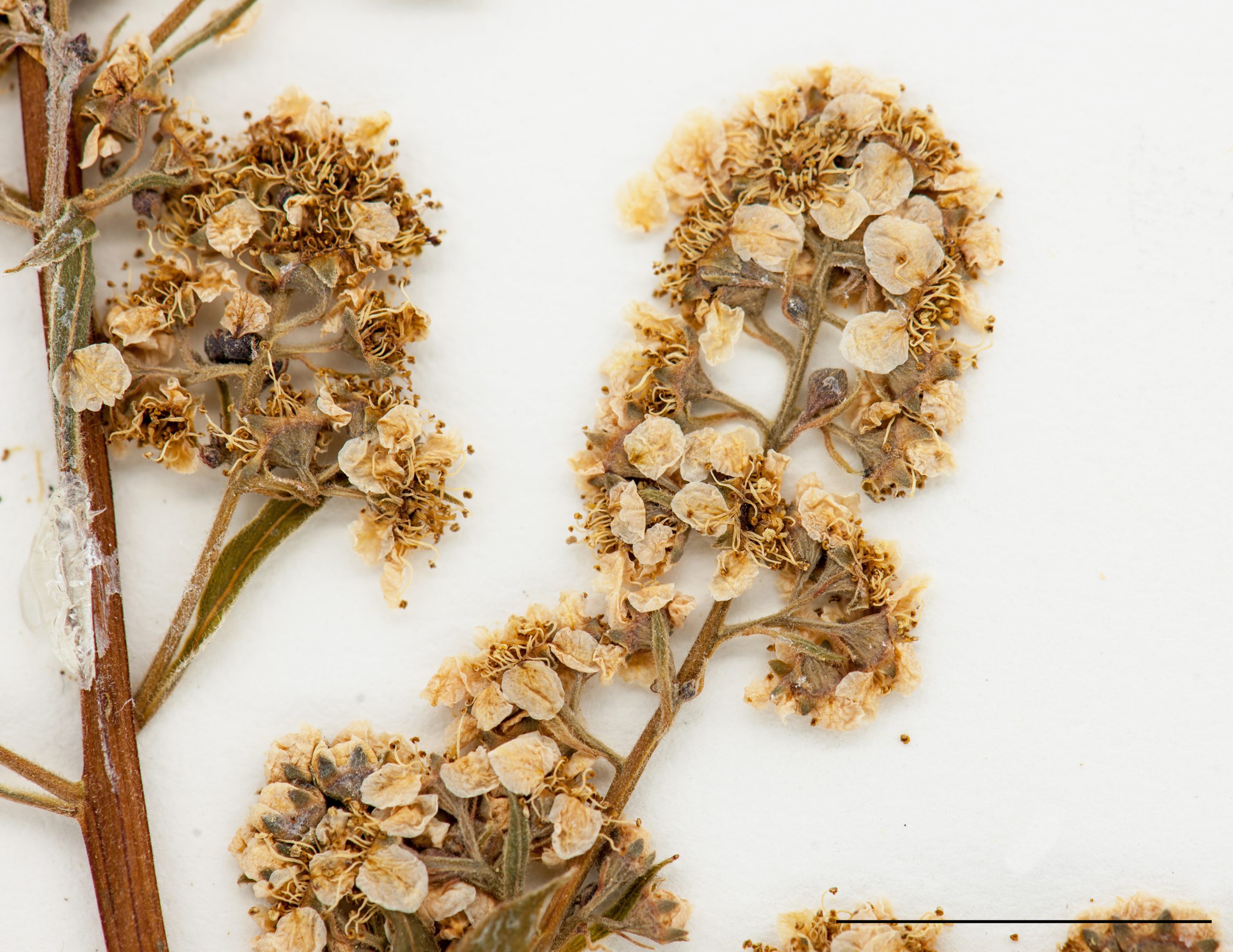 Inflorescence, fleurs blanches