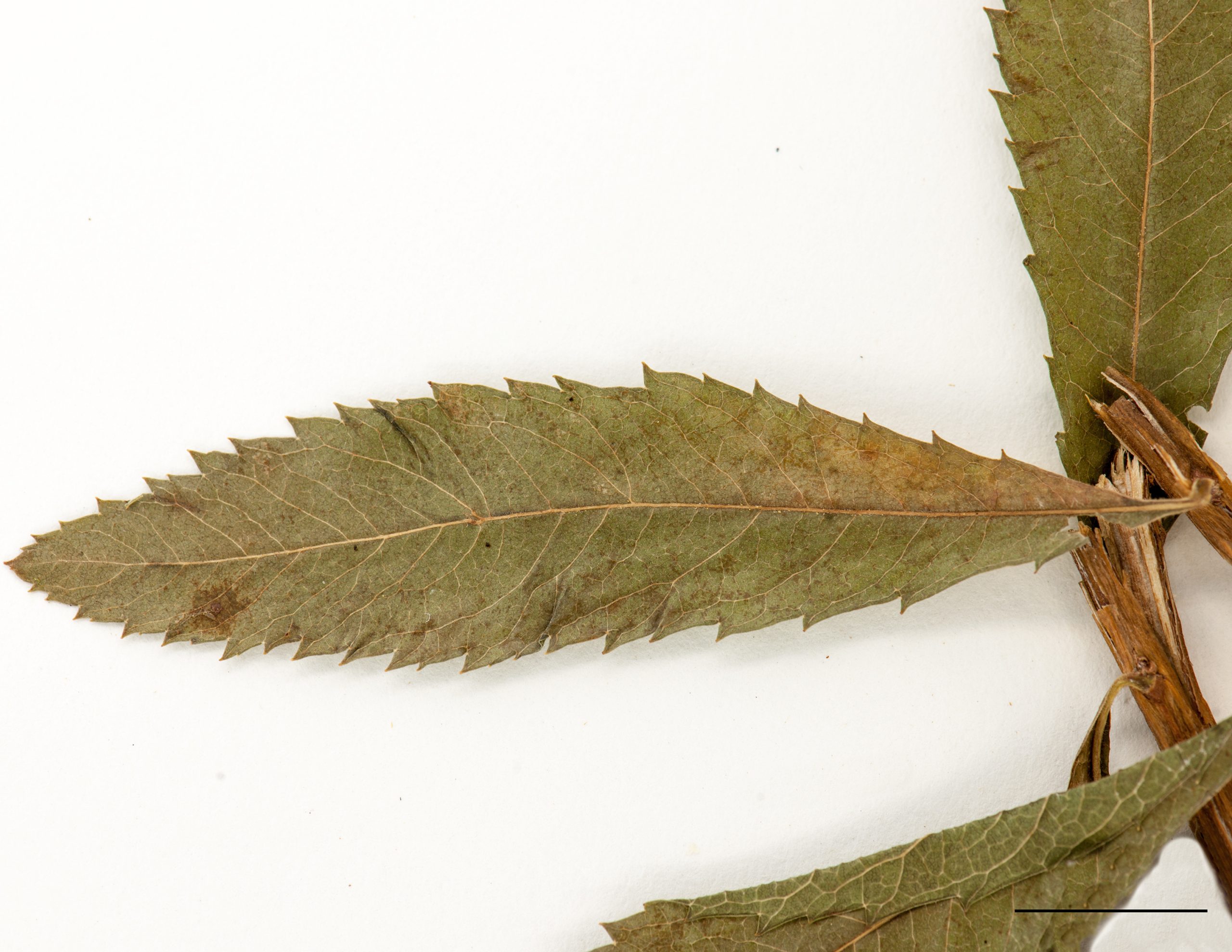 Feuille oblancéolée
