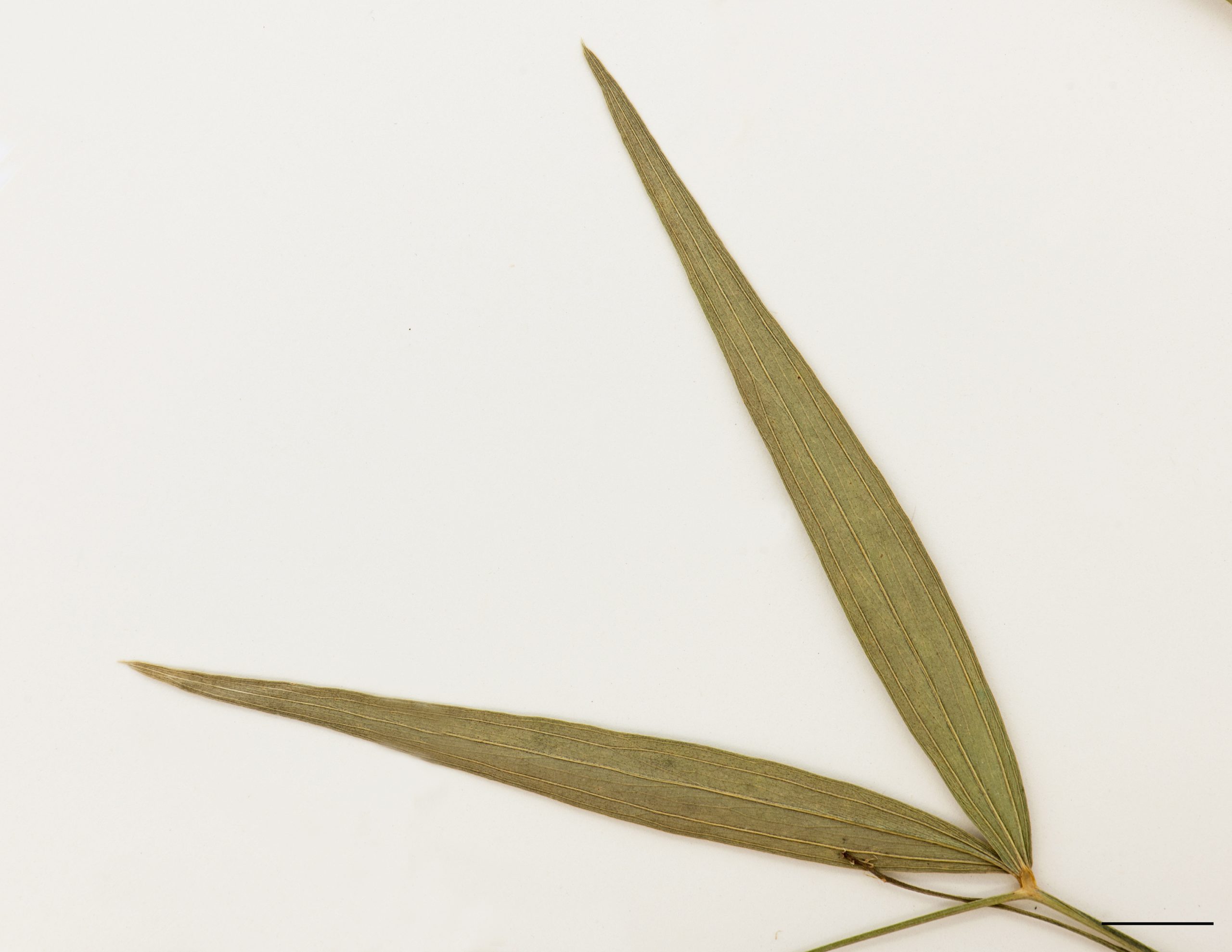 Folioles disposées en paire