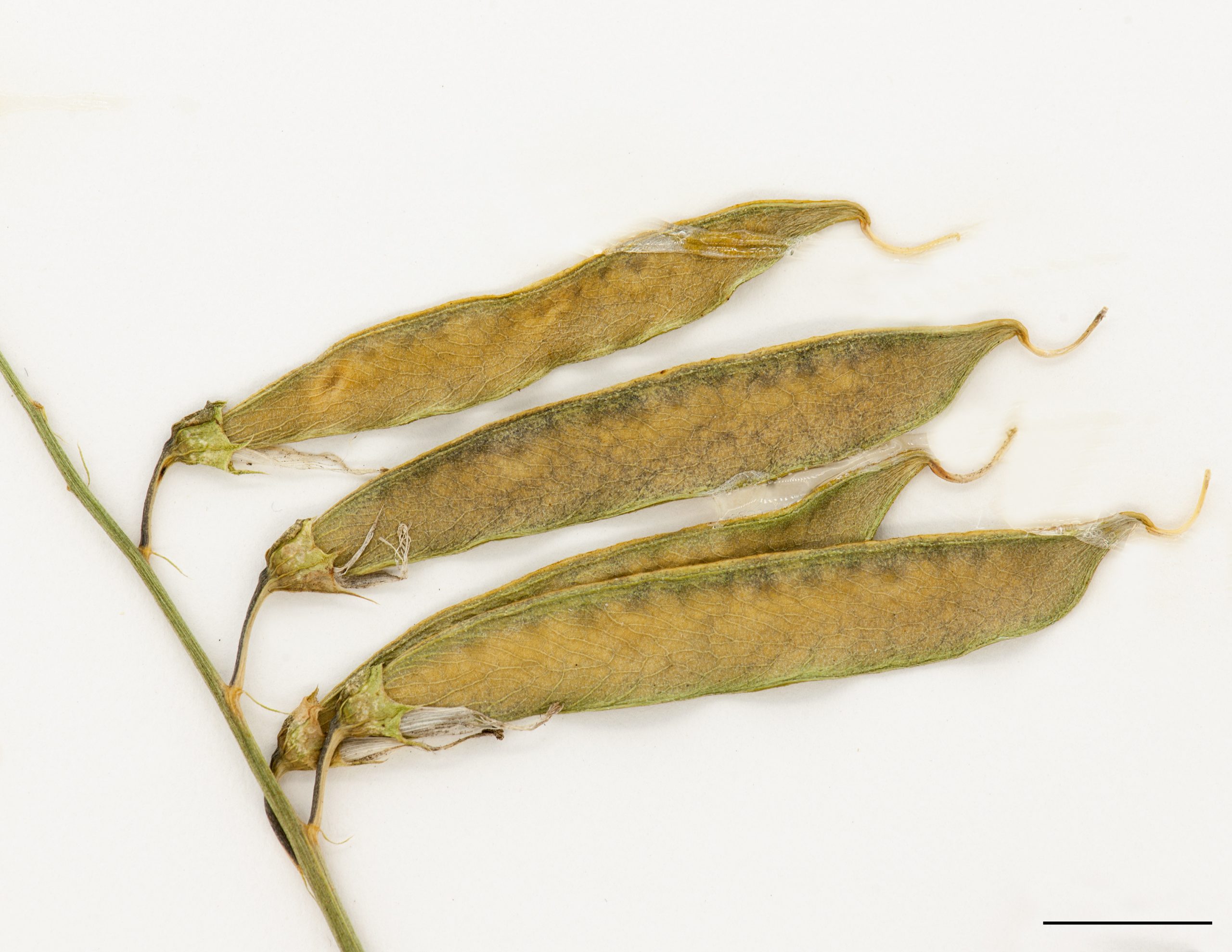 Gousses largement linéaire