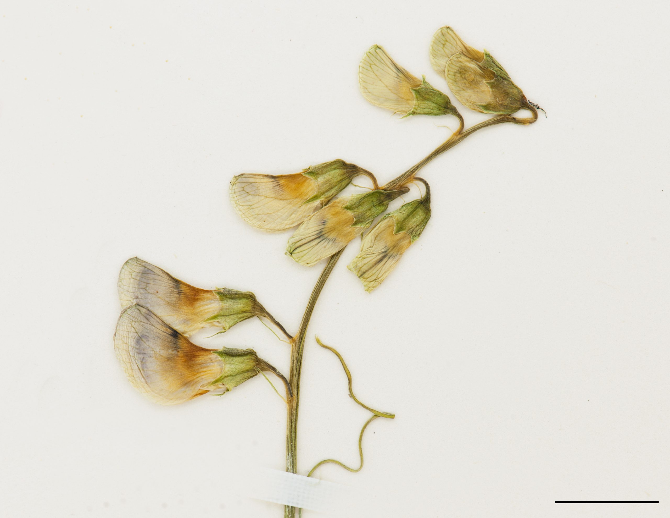 Fleurs pourpres disposées en grappe