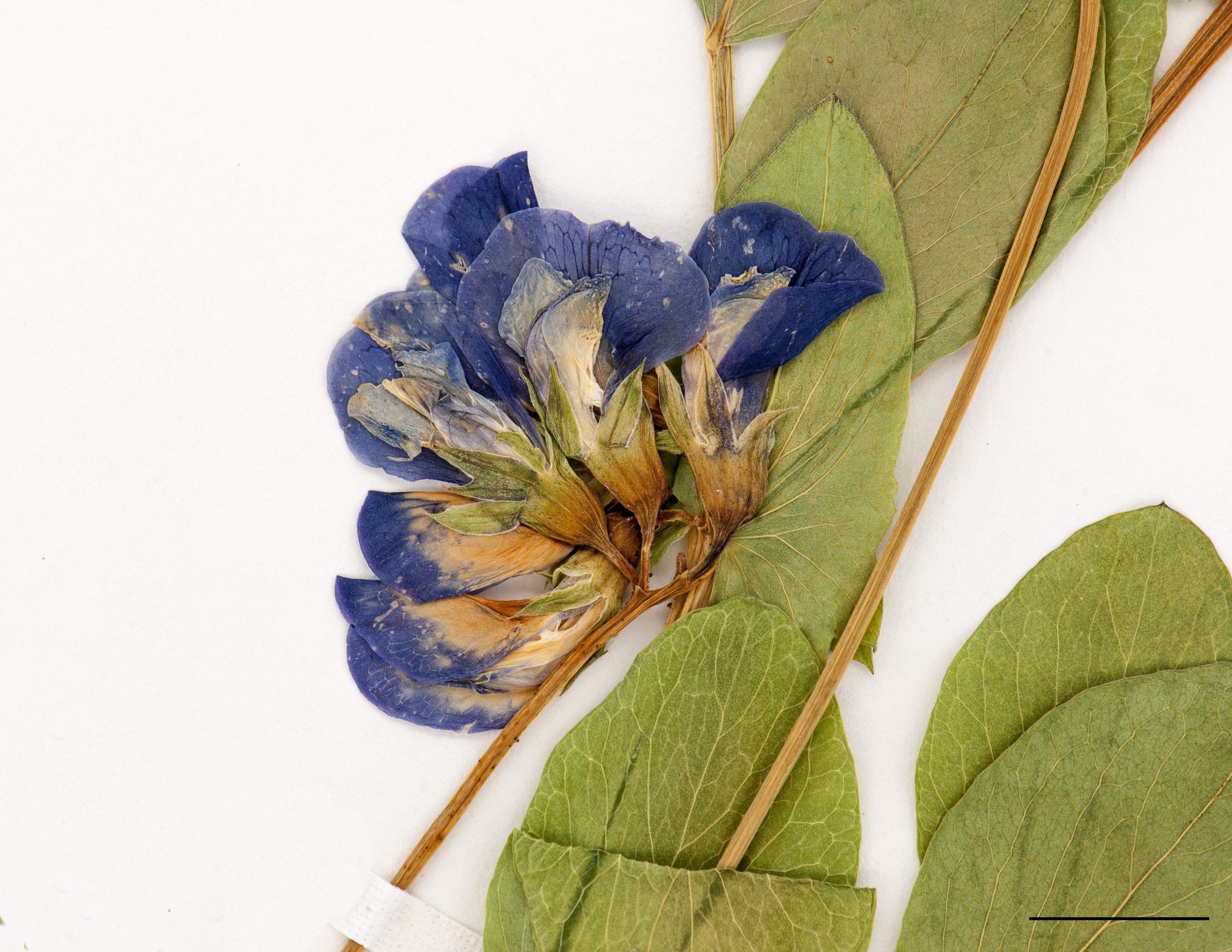 Fleurs proupres, disposées en grappe