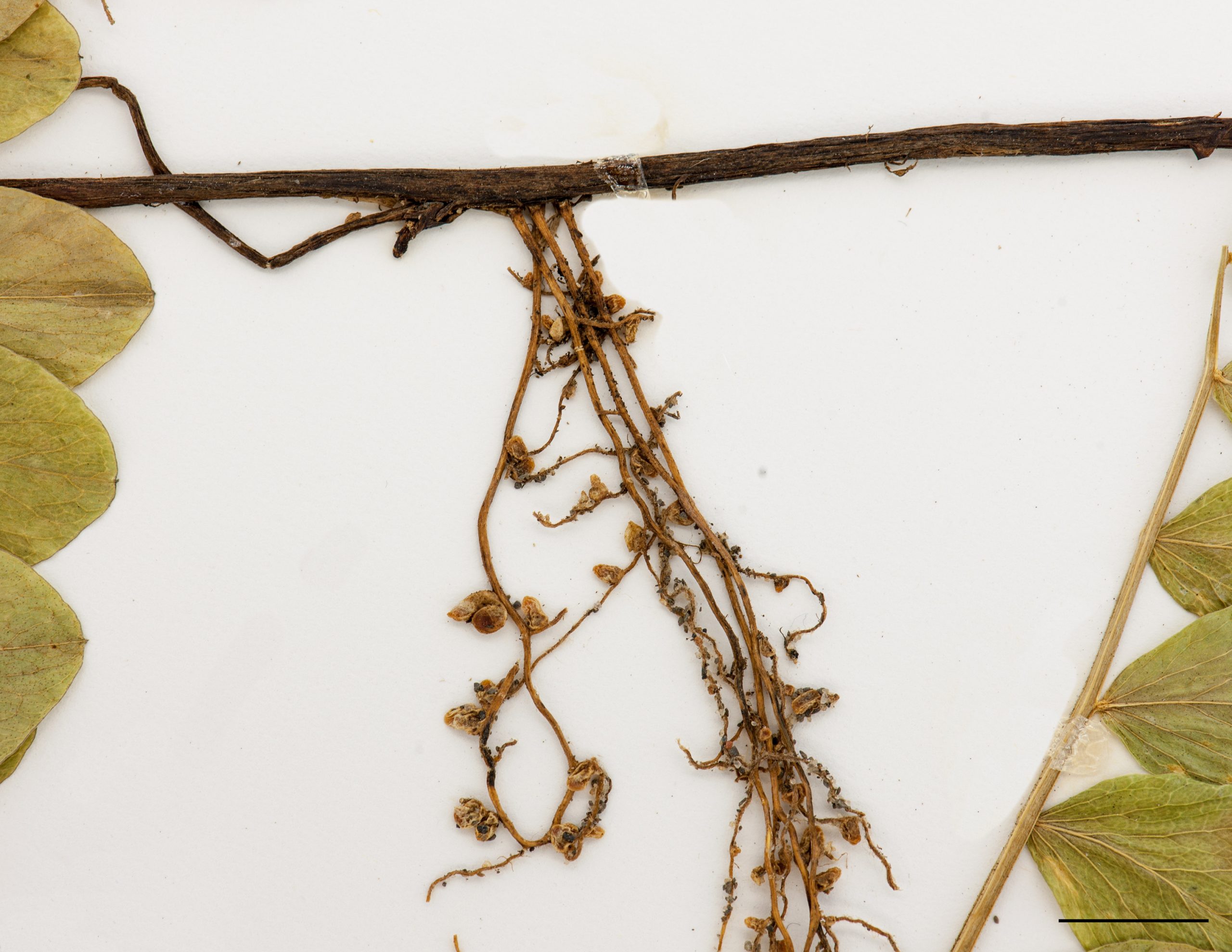 Racines sur rhizomes