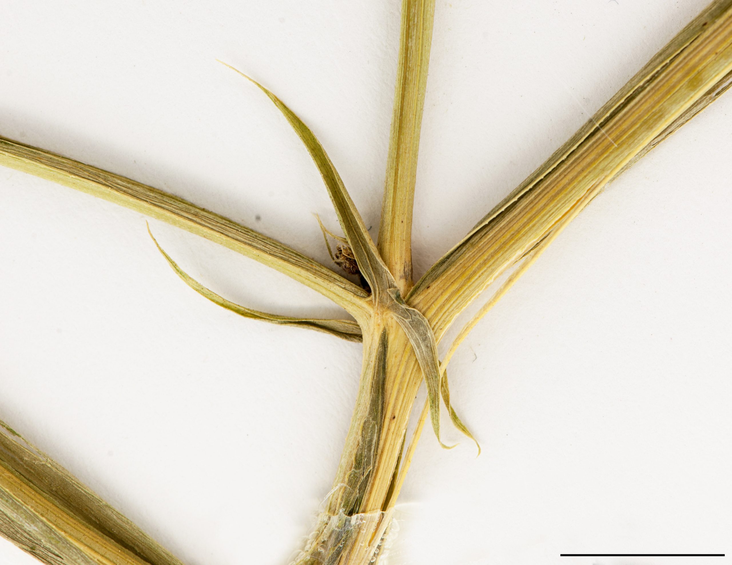 Stipules à la basse du pétiole