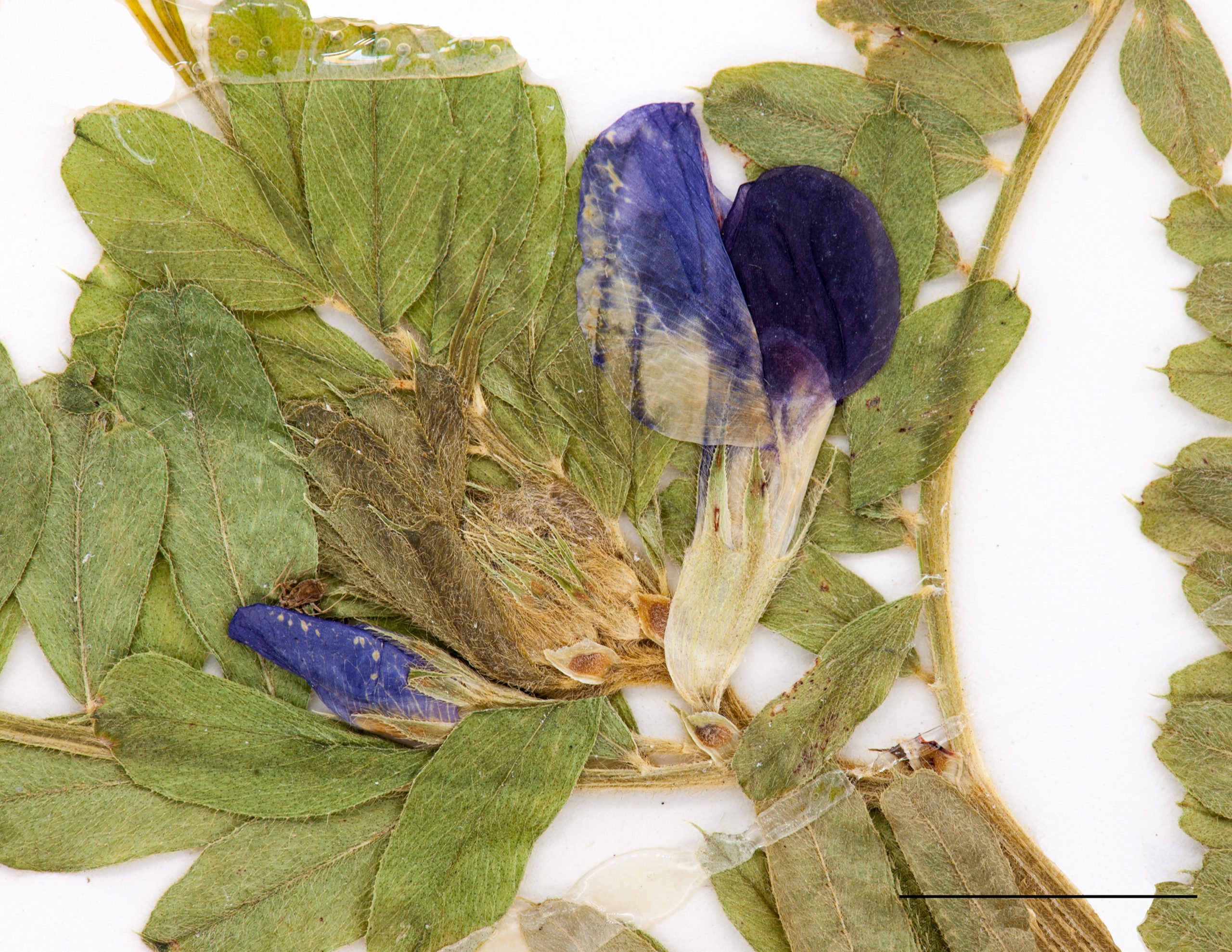 Fleur bleu pourpre, solitaire ou en paire