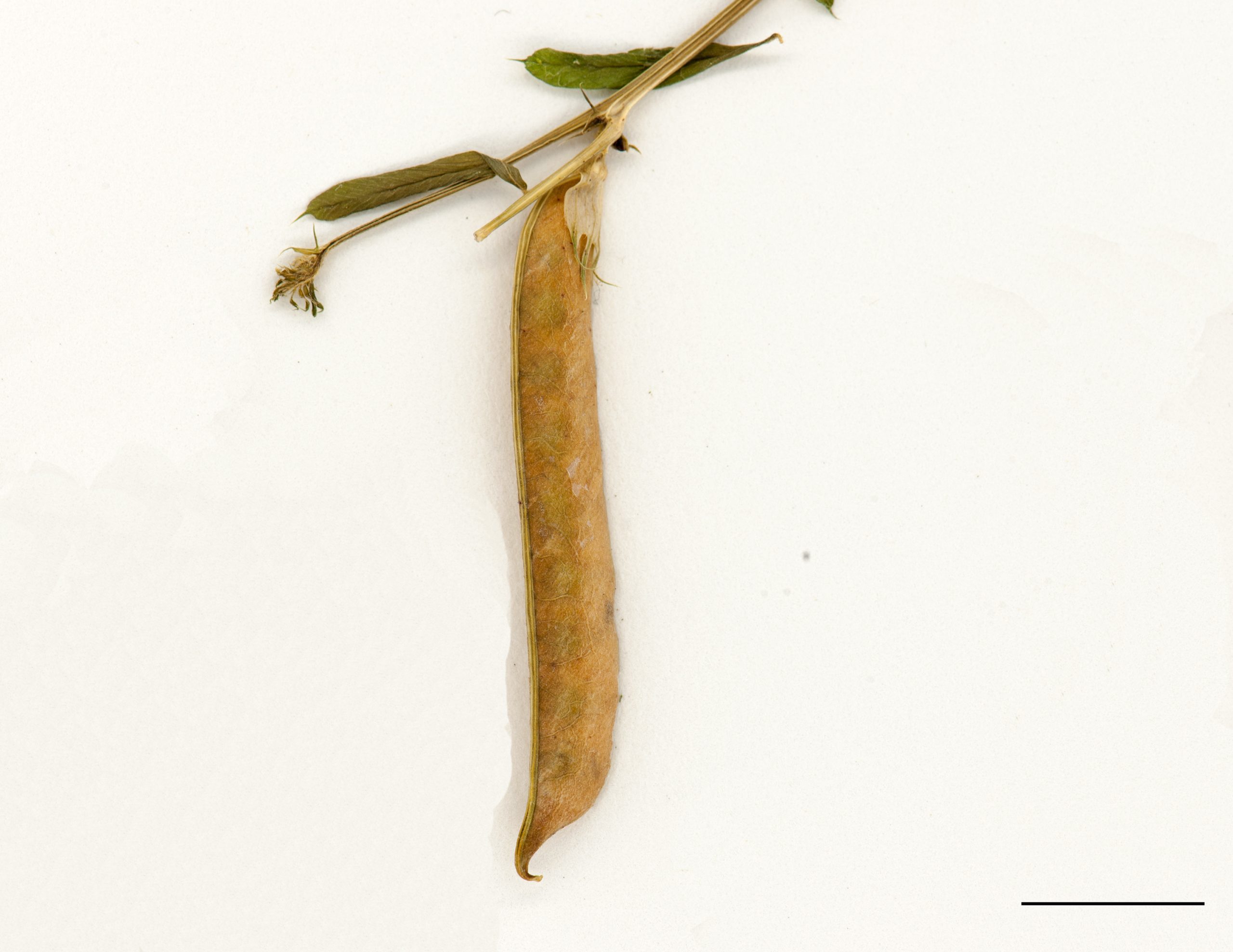 Gousse fortement réticulée-nervée