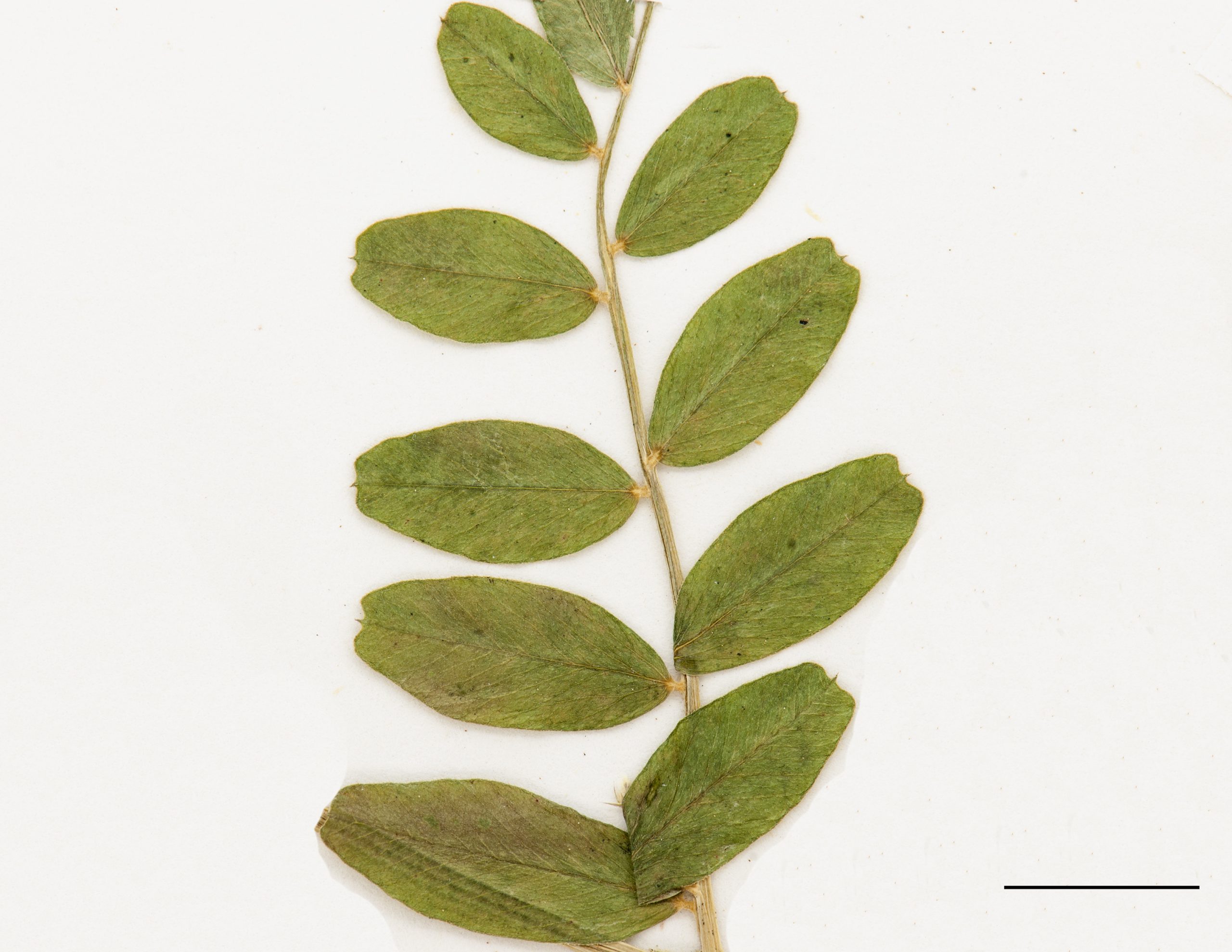 Feuille composée, folioles ovées