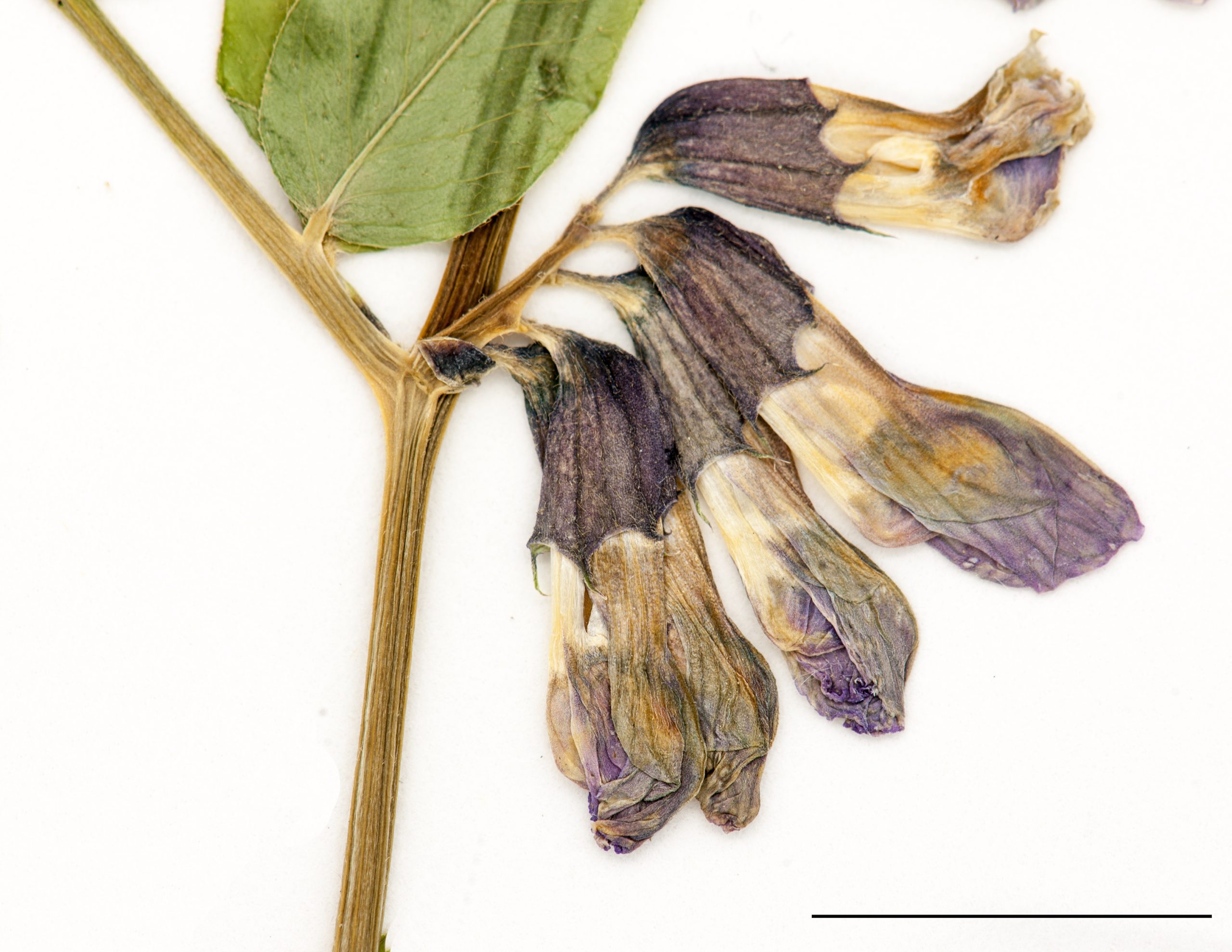 Fleurs bleues violacées, disposée en grappe