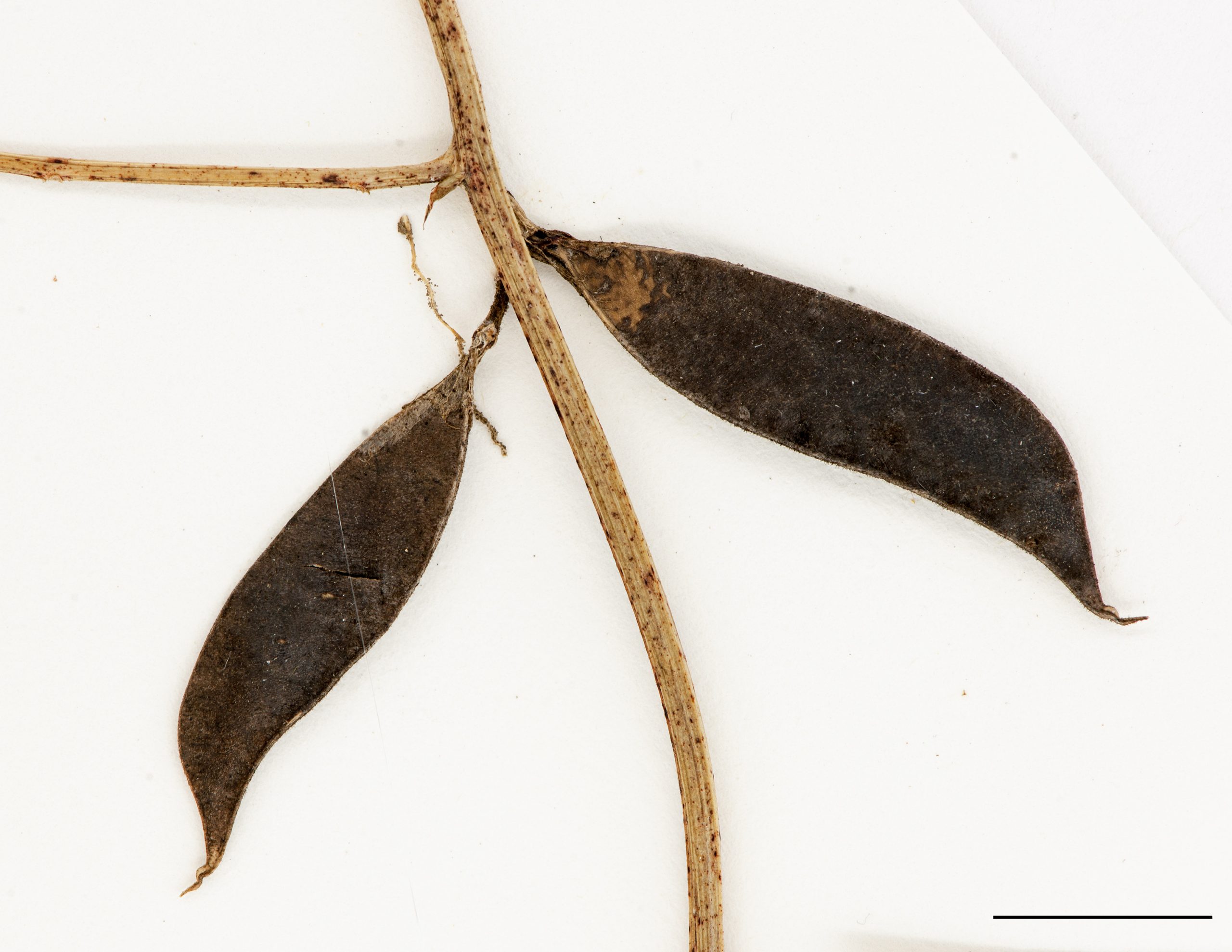 Fruit, gousses aplaties