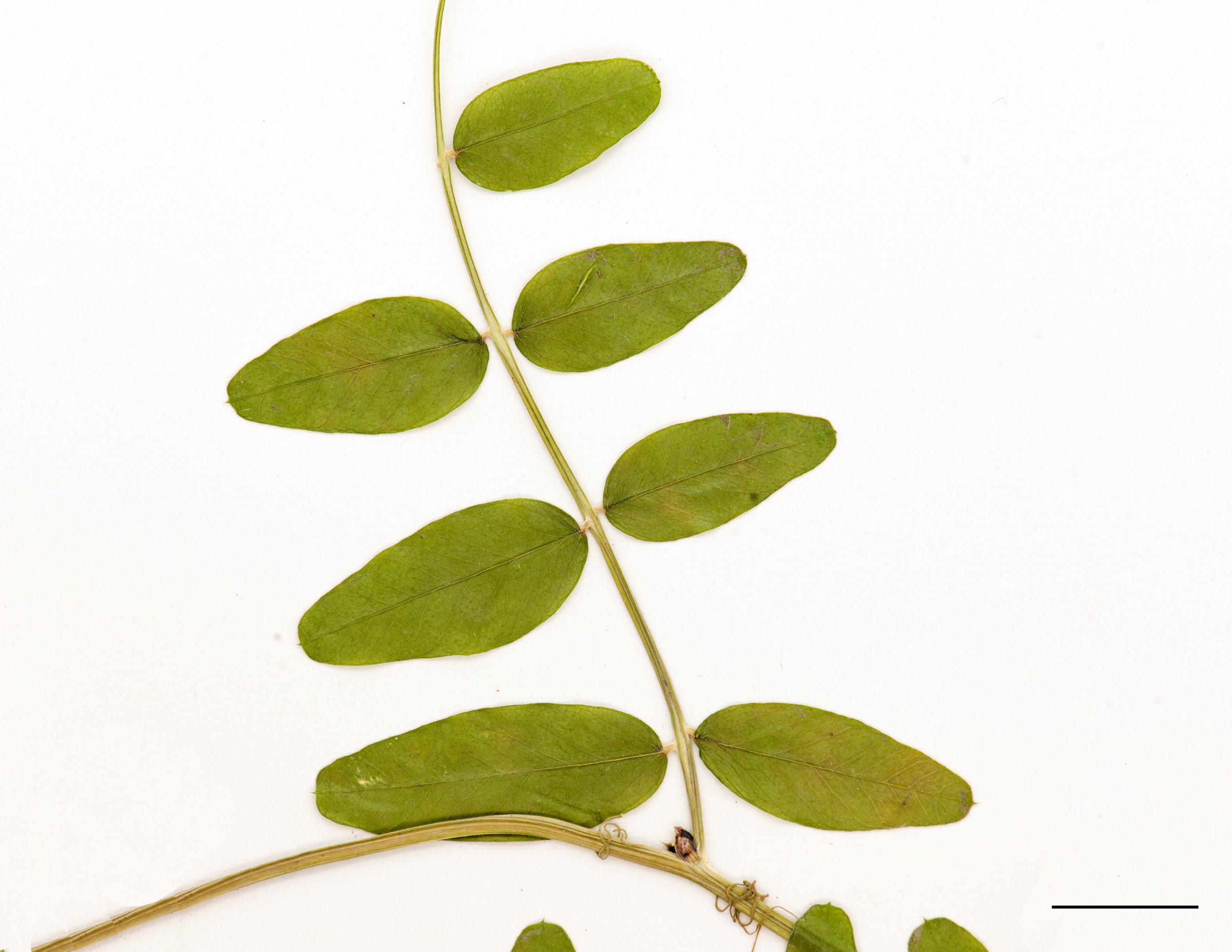 Feuille composée, folioles oblongues