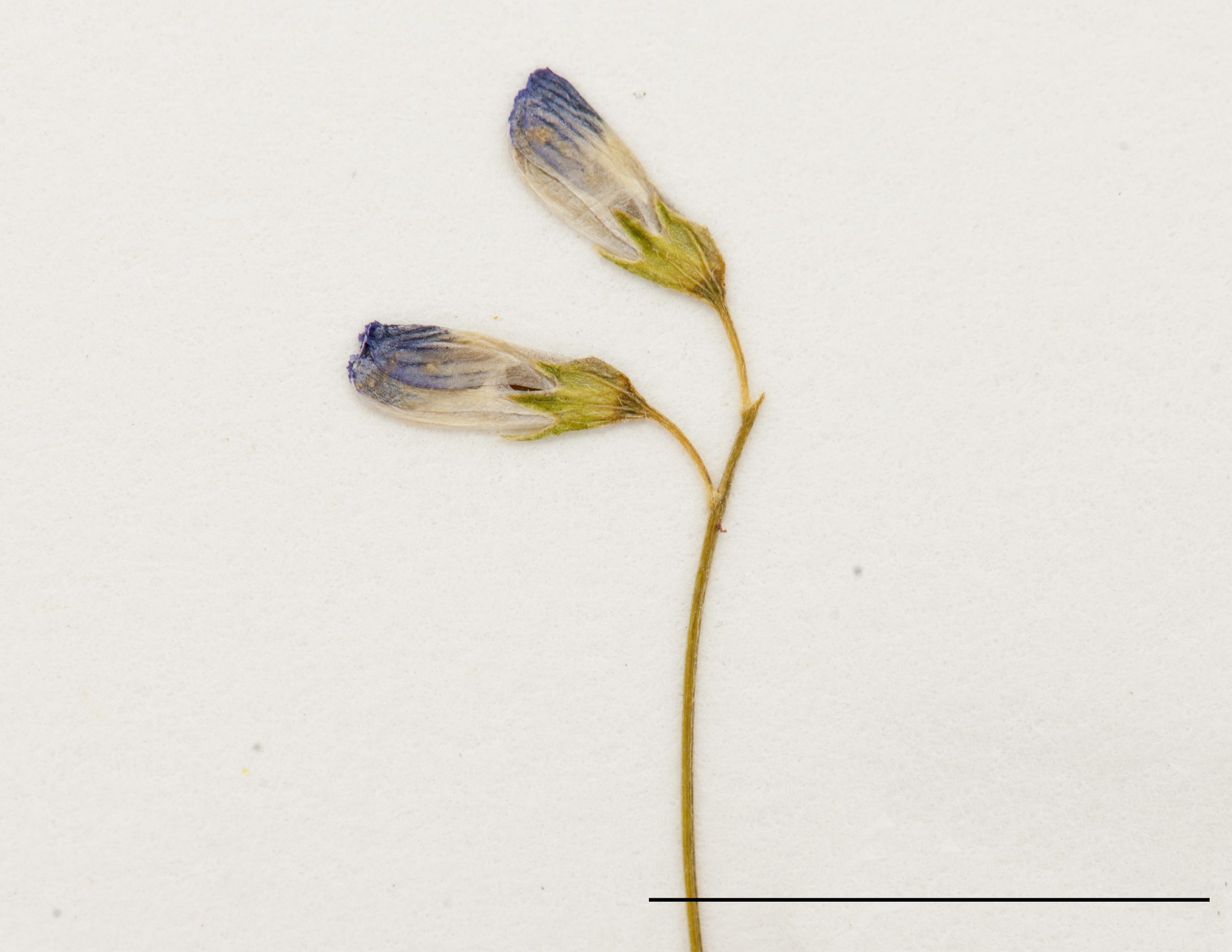 Fleurs bleues, disposées courte grappe