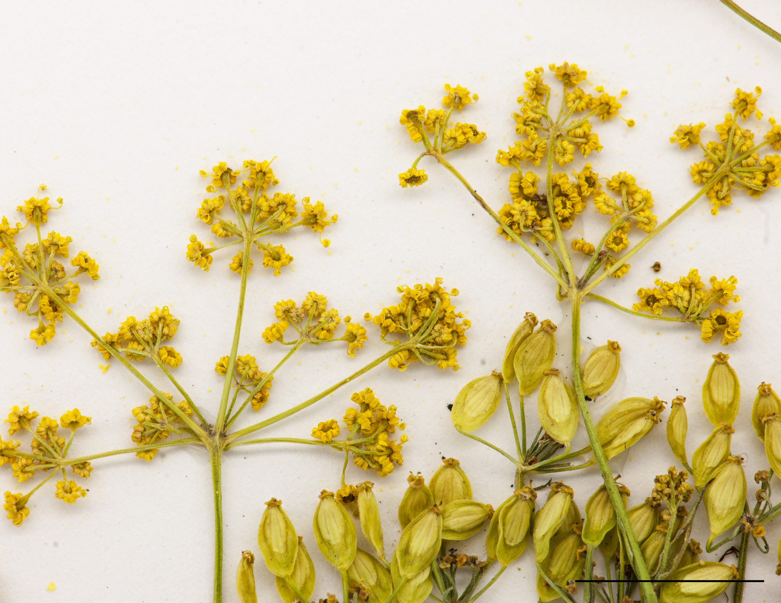 Fleurs petites, de couleur jaune, réunies en ombelles composées, ombelle à 4-10 rayons.
