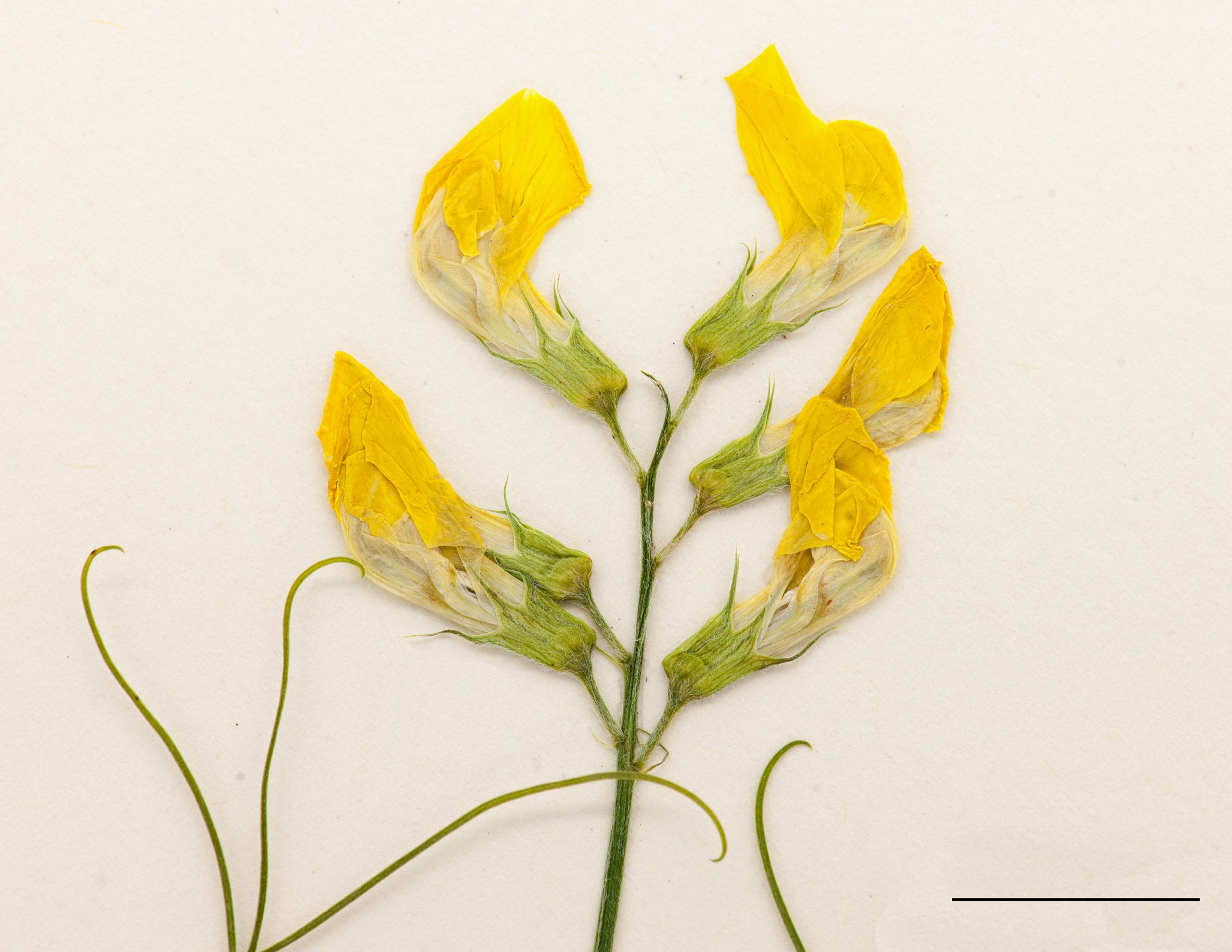 Fleurs jaunes disposées en grappe