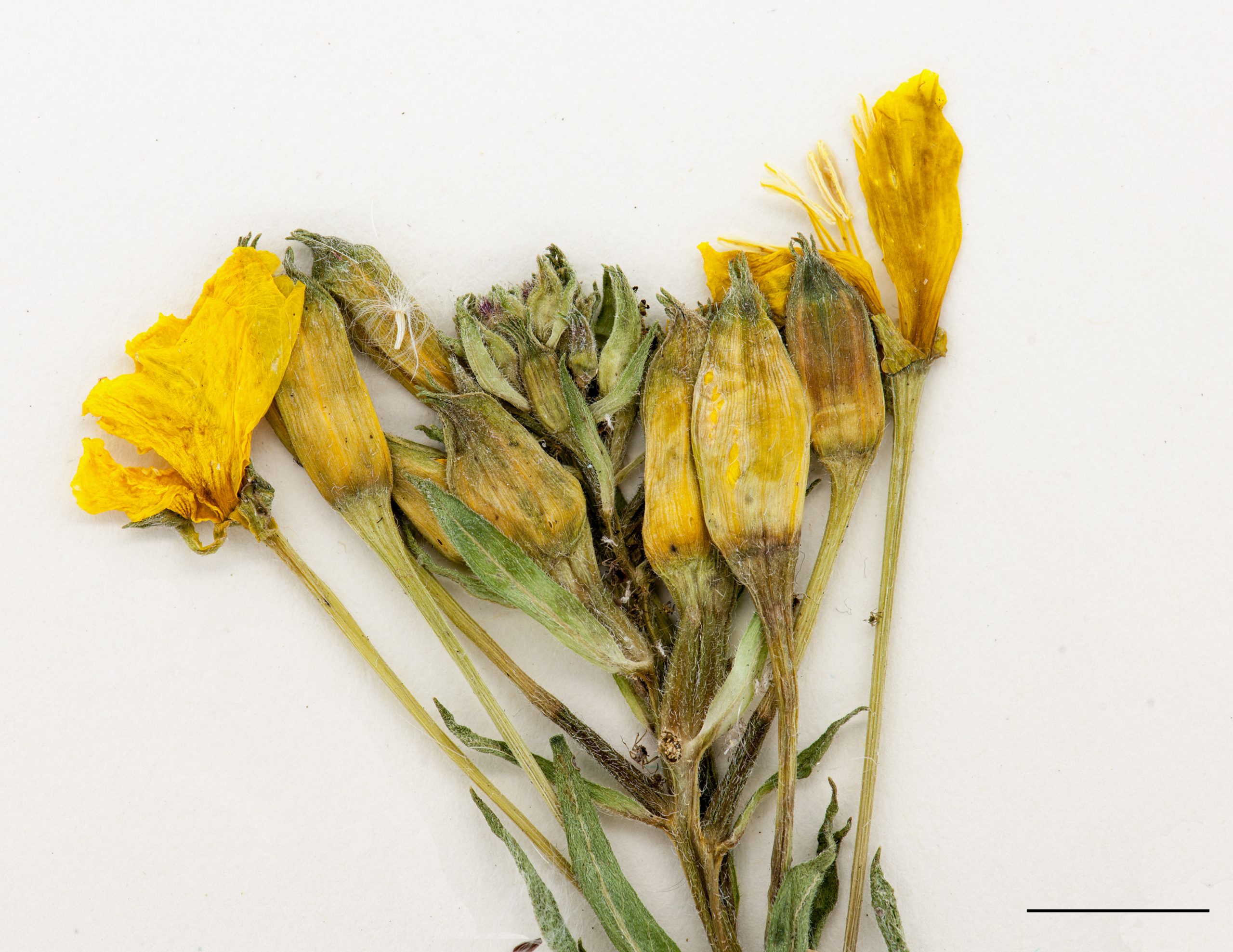 Sommet d'une inflorescence, fleurs jaunes et grandes