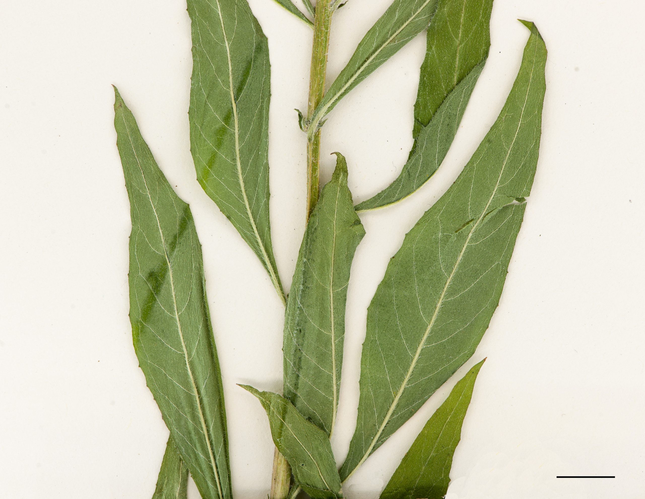 Feuille lancéolée et légèrement dentée